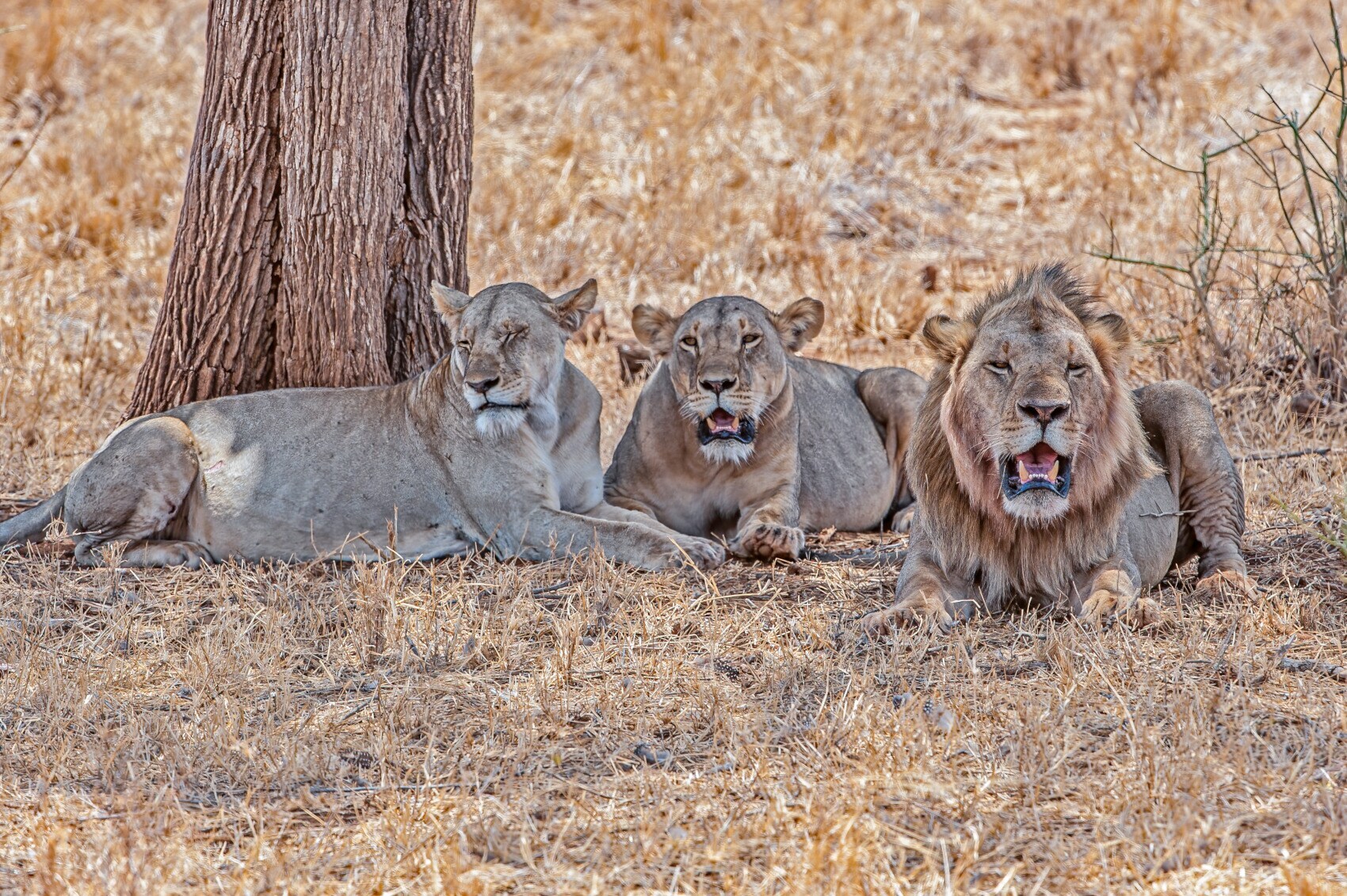 Ein Löwe und zwei Löwinnen liegen im Schatten eines Baumes Ein Löwe und zwei Löwinnen liegen im Schatten eines Baumes