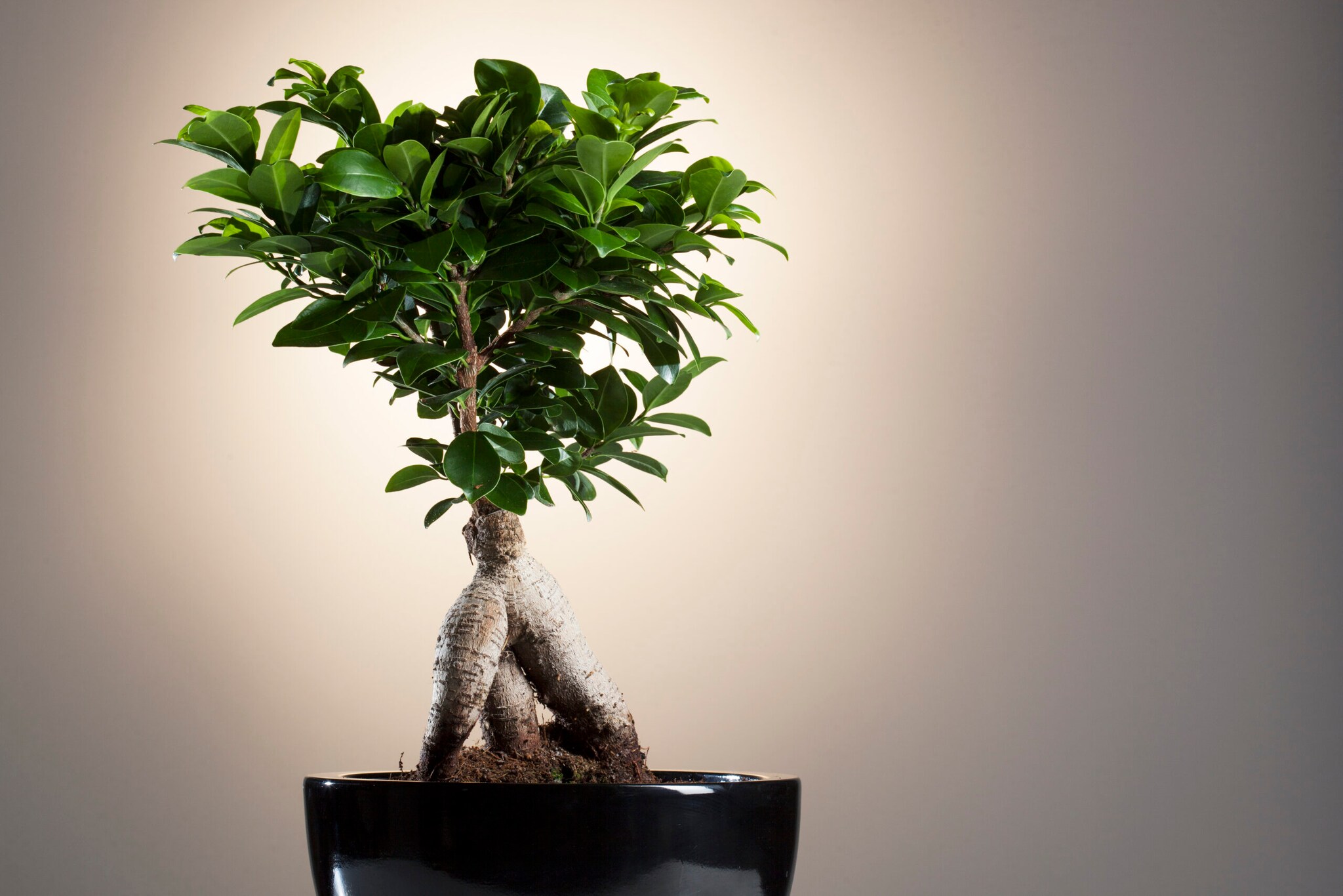 Ein Ficus Ginseng in einem schwarzen Topf vor einer weißen Wand
