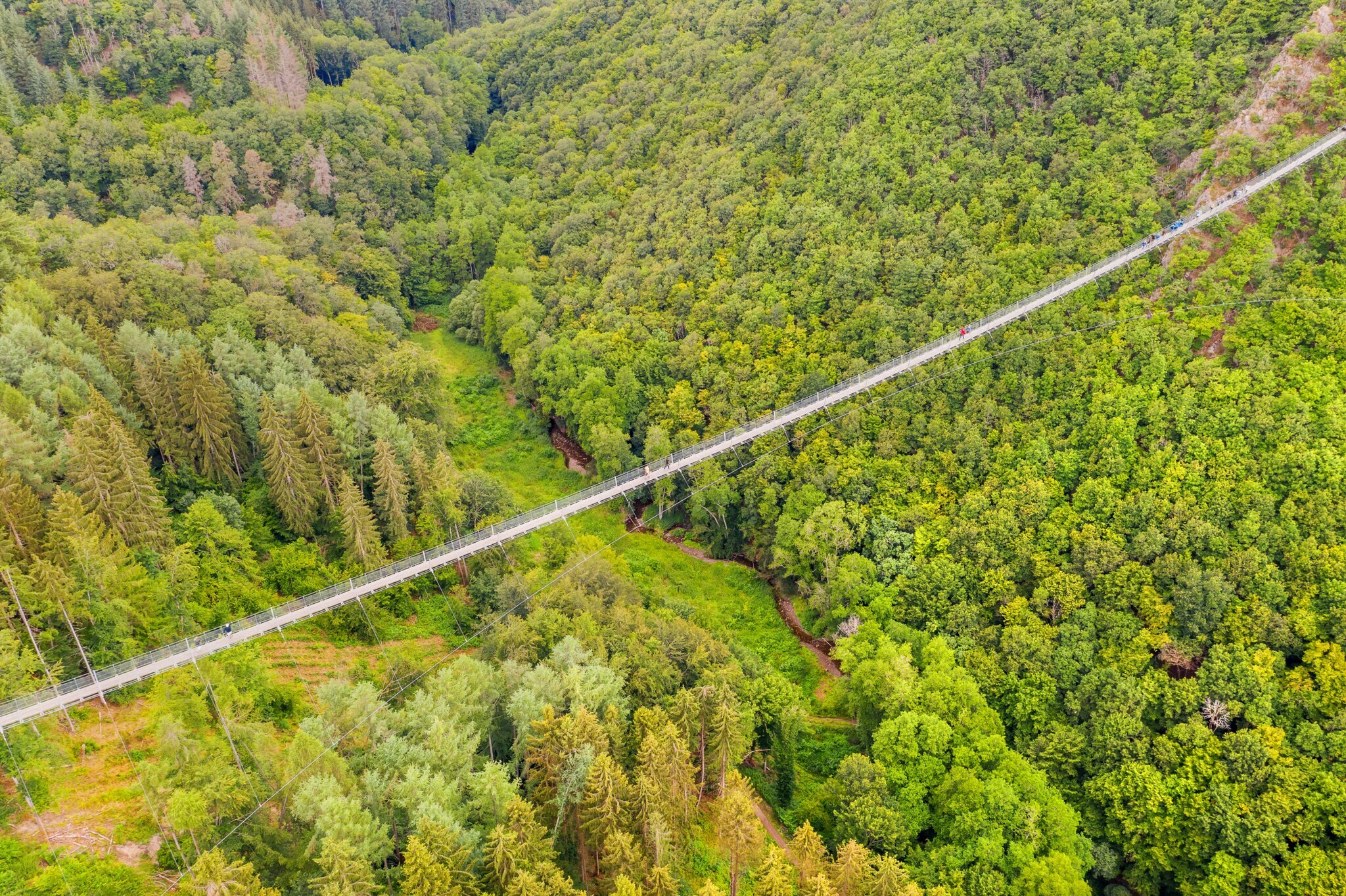 Menschen auf einer Hängeseilbrücke, herbstlicher Wald