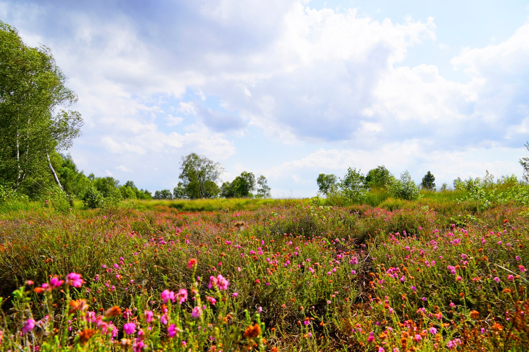 Das Diepholzer Moor im Frühling