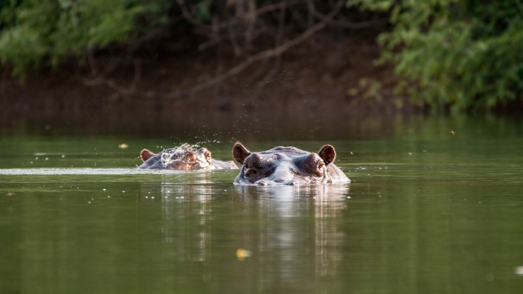 Zwei Flusspferde schwimmen bis zu ihren in einem Gewässer.