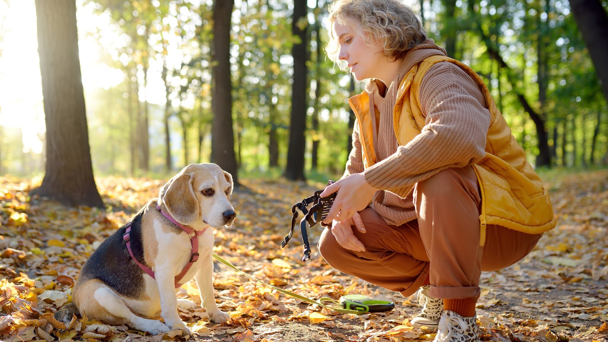 Eine Person in orangefarbener Weste und brauner Hose hockt im Wald neben einem sitzenden Beagle-Hund im Herbstlaub mit Maulkorb in der Hand.