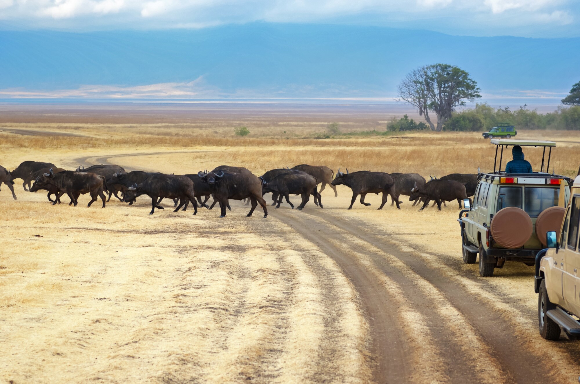 Touristen in Jeeps beobachten eine Büffelherde beim Überqueren einer Straße in der Savanne im Kruger Nationalpark