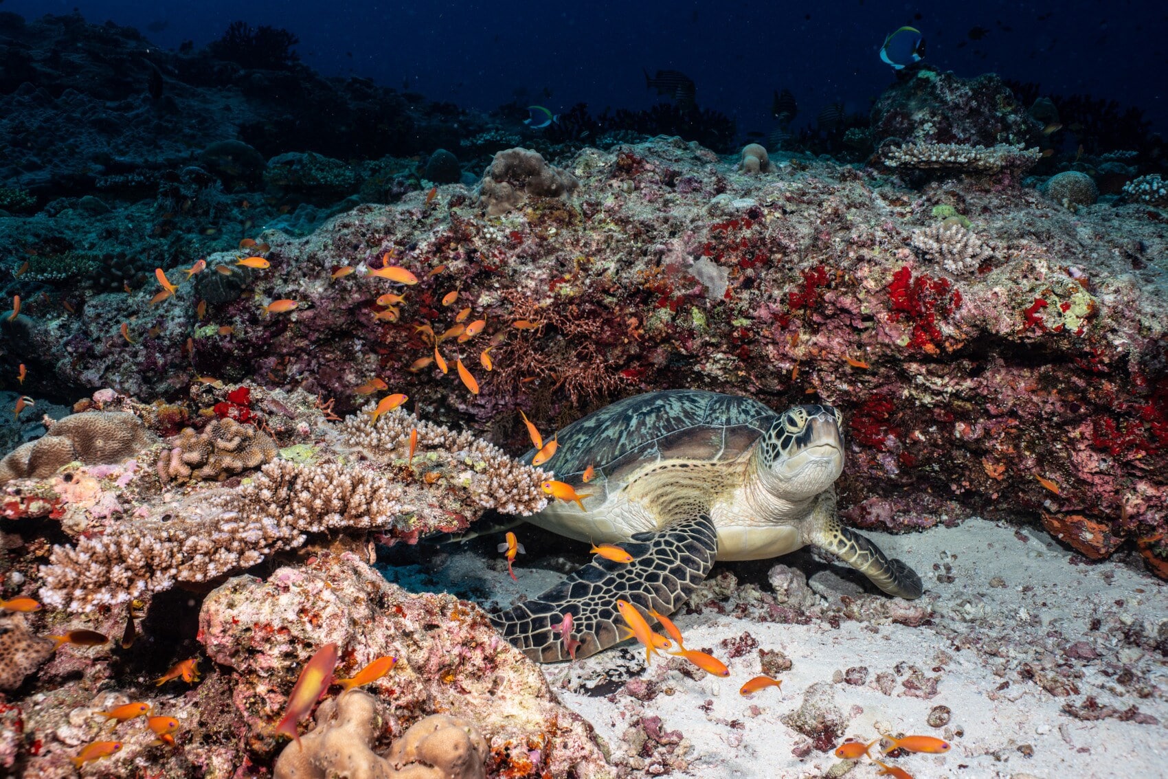 Eine Meeresschildkröte umgeben von Korallen Eine Meeresschildkröte umgeben von Korallen