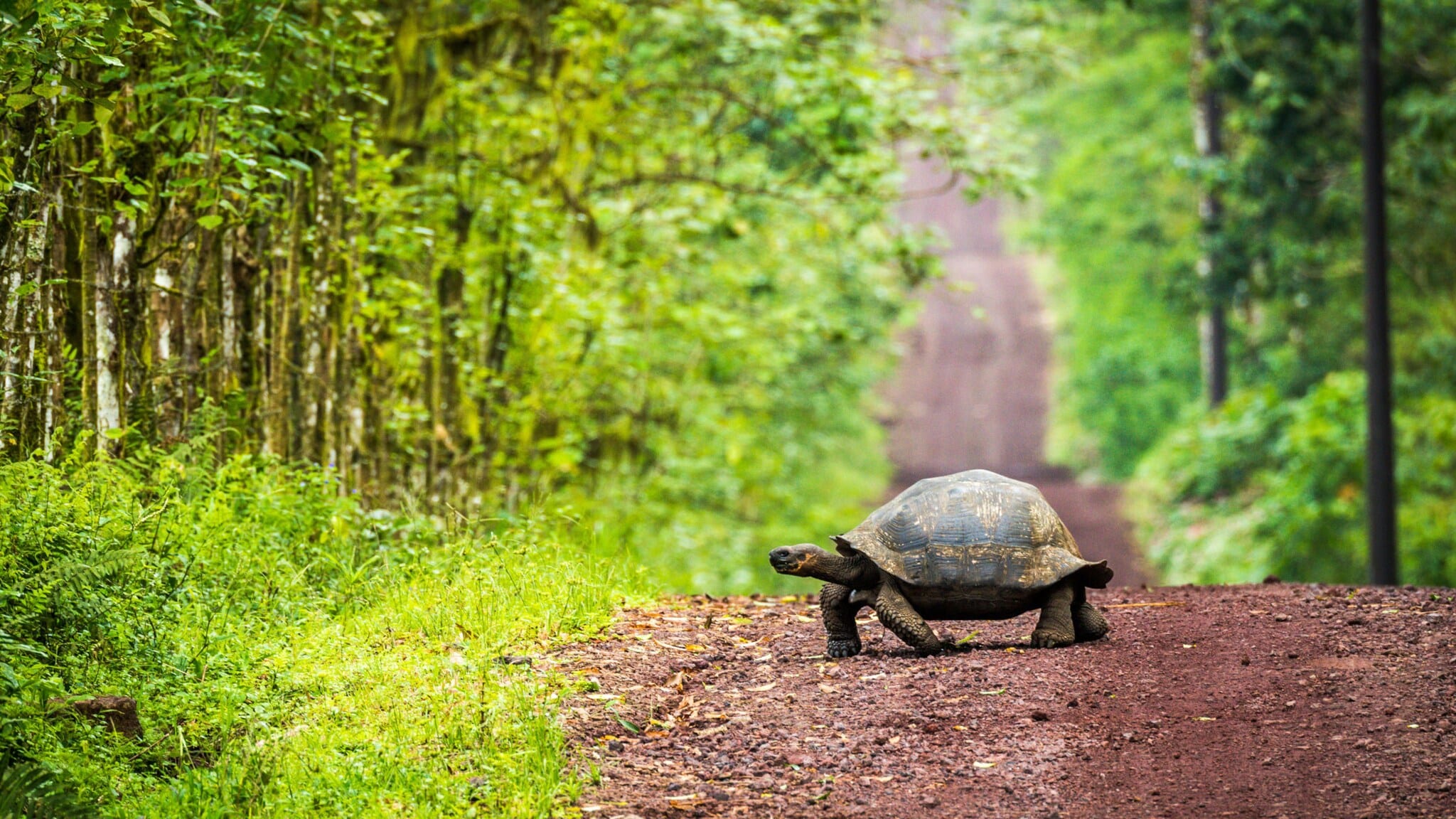 Riesenschildkröte kreuzt einen Weg im Regenwald auf einer der Galapagosinseln.