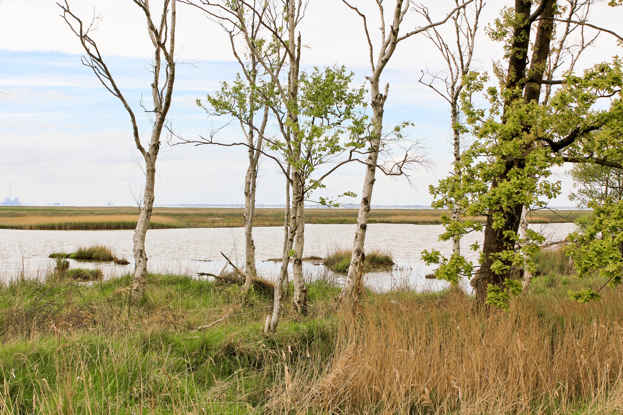 Birken vor einer norddeutschen Landschaft aus Gras und Wasser