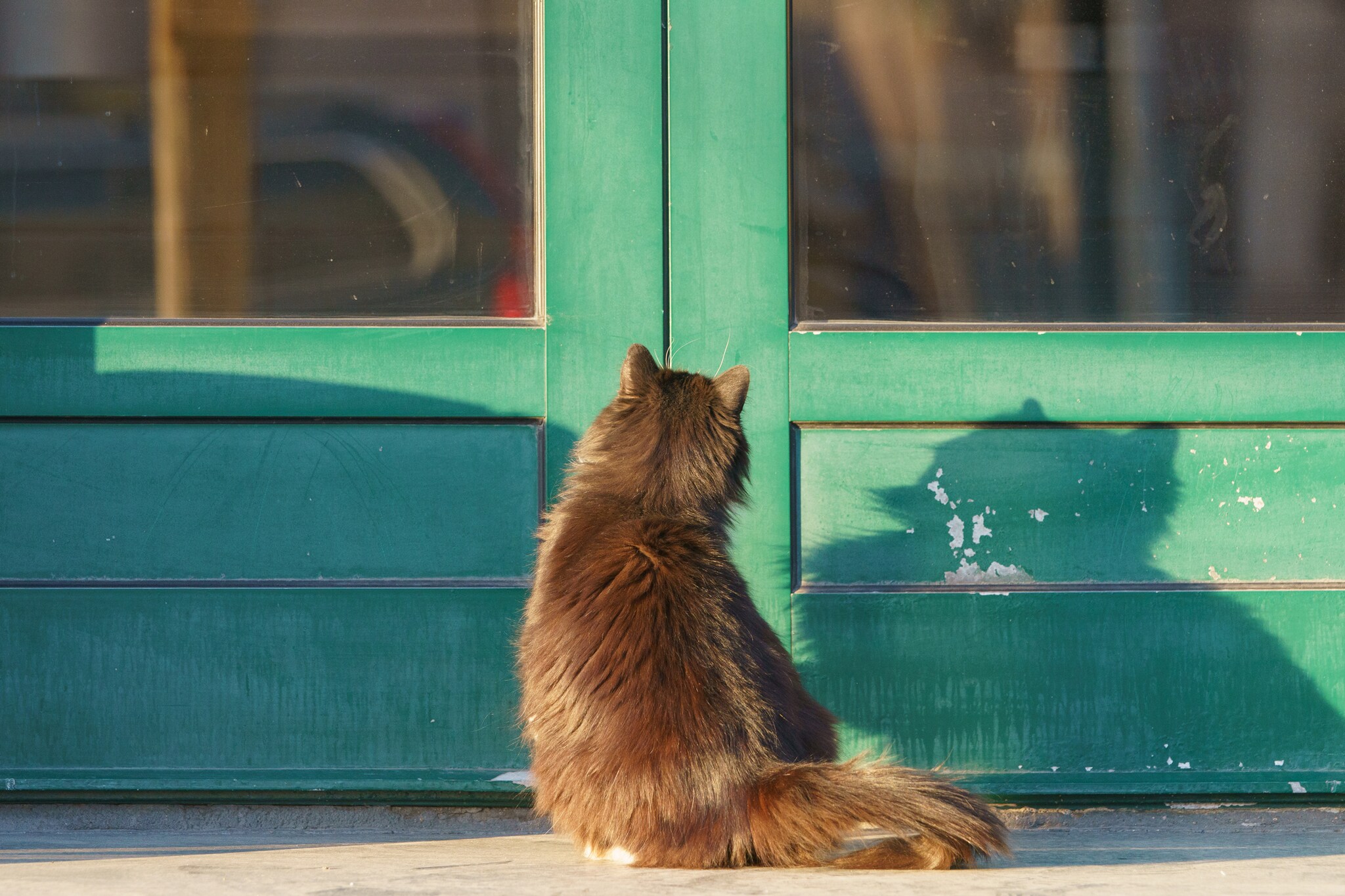 Eine rotbraune Katze sitzt vor einer grünen verschlossenen Tür