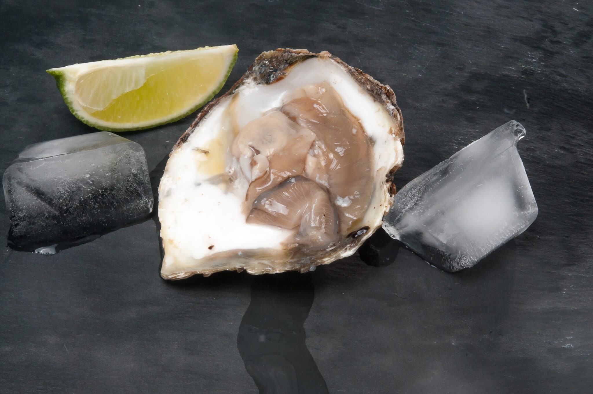 Geöffnete Bélon-Auster mit zwei Eiswürfeln und einem Stück Zitrone Geöffnete Bélon-Auster mit zwei Eiswürfeln und einem Stück Zitrone