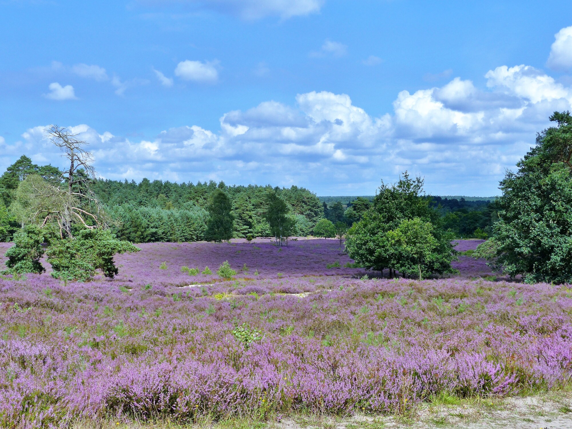Lila Heideflächen im Sonnenlicht, im Hintergrund ein Waldgebiet