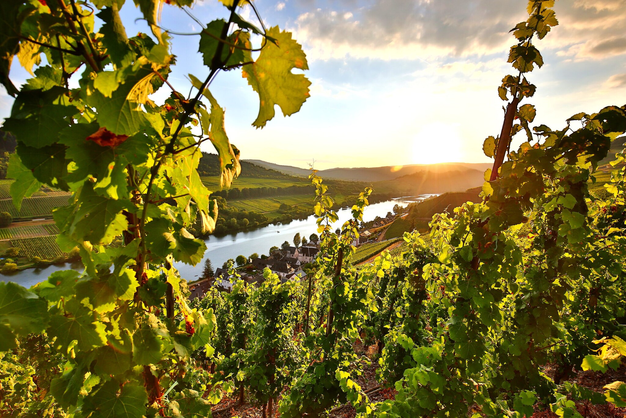 Blick durch einen Rebstock auf die Mosel, im Hintergrund der Sonnenuntergang. Blick durch einen Rebstock auf die Mosel, im Hintergrund der Sonnenuntergang.