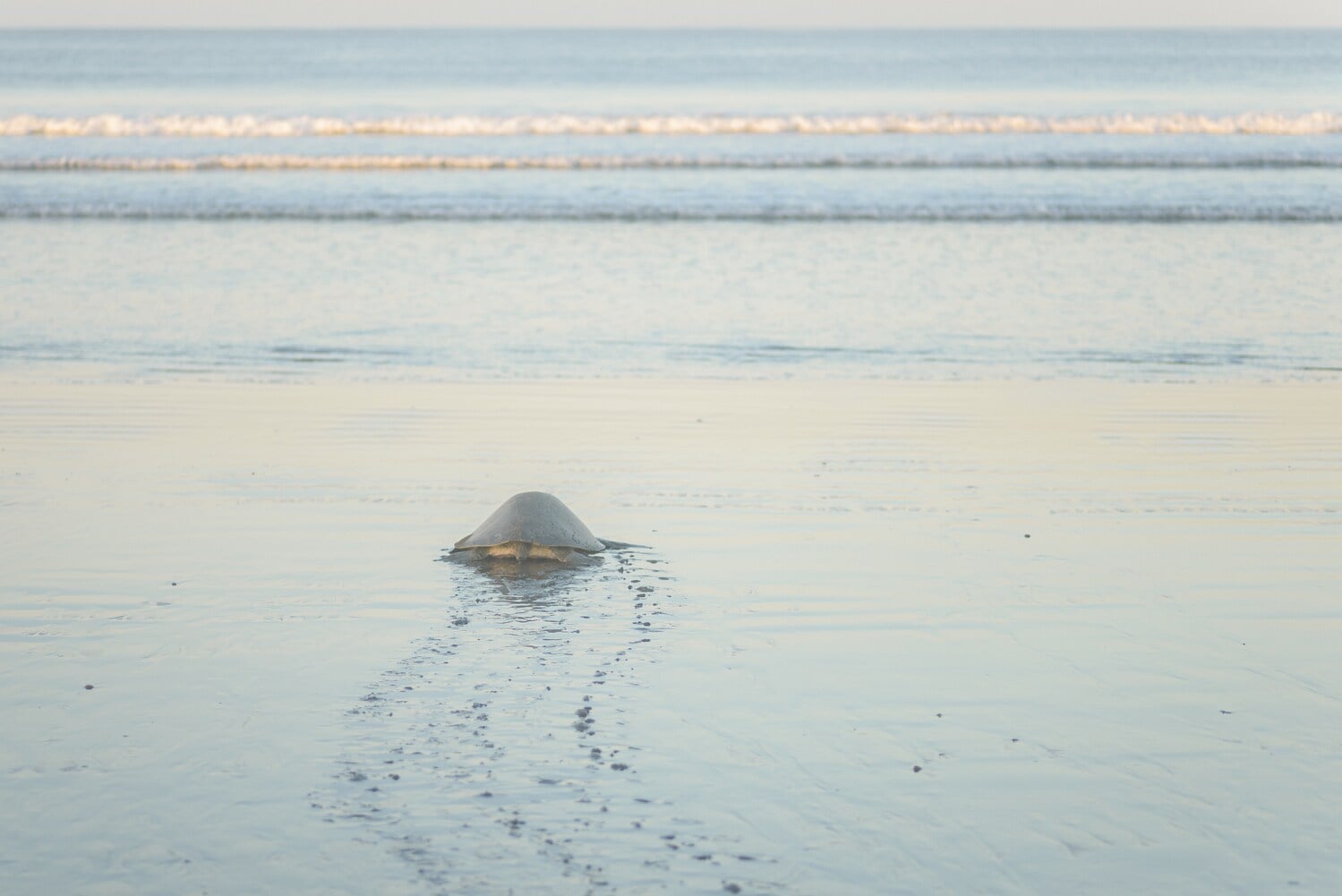 Eine Riesenschildkröte am Strand, im Hintergrund das Meer Eine Riesenschildkröte am Strand, im Hintergrund das Meer