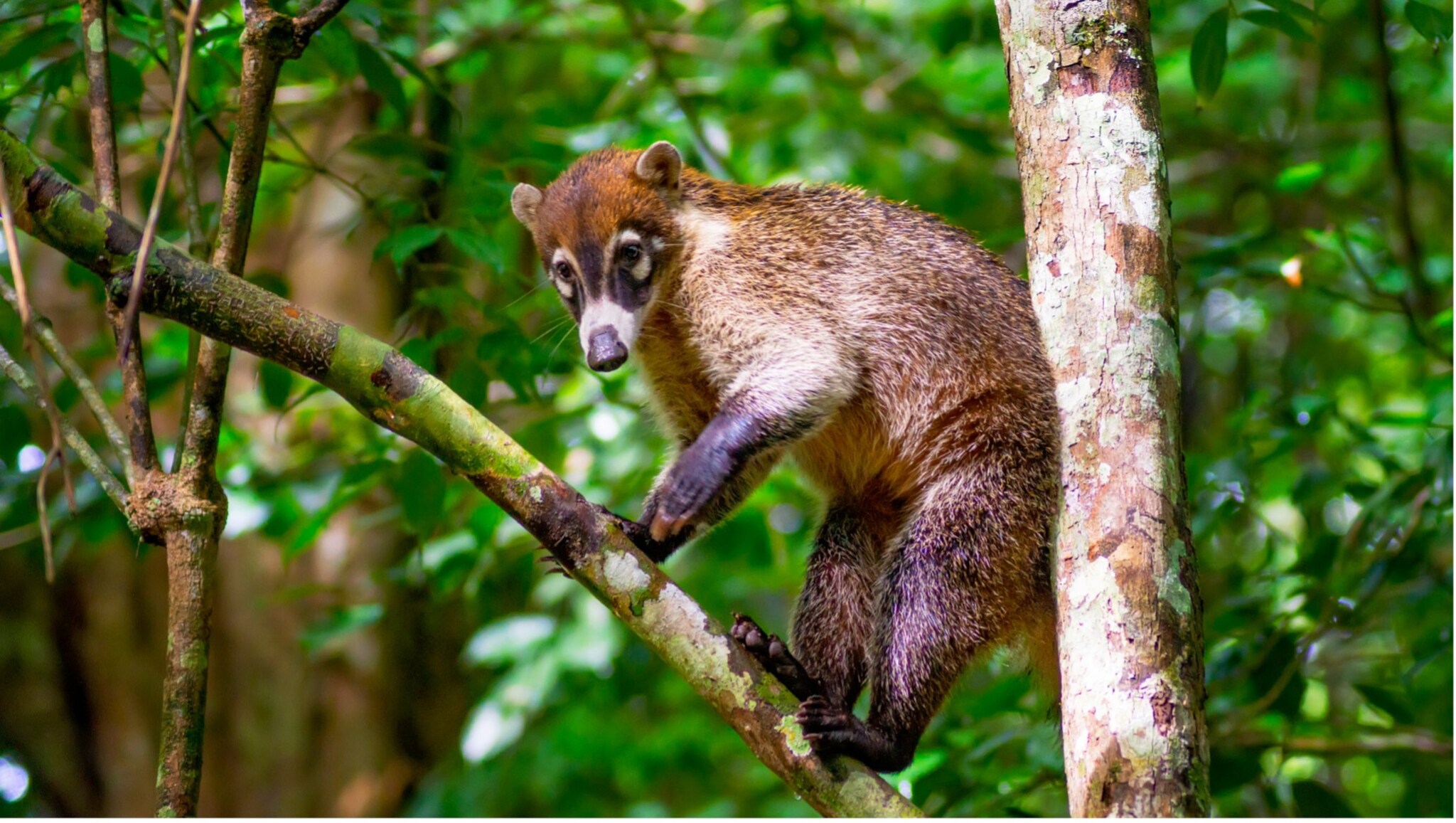Ein Nasenbär sitzt auf einem Ast in einem grünen Wald, umgeben von Bäumen und Blättern.