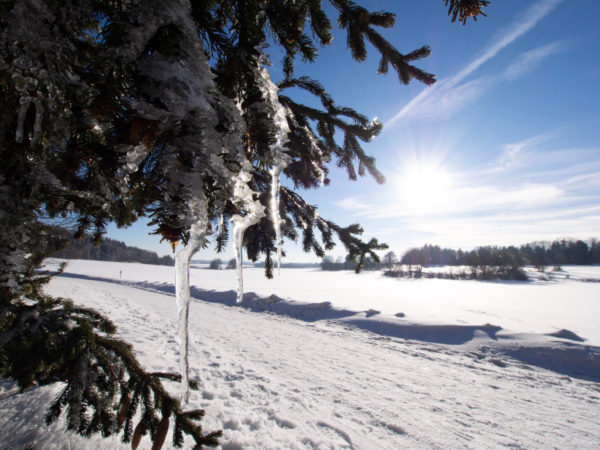 Ein Baum mit Eiszapfen vor Schneelandschaft