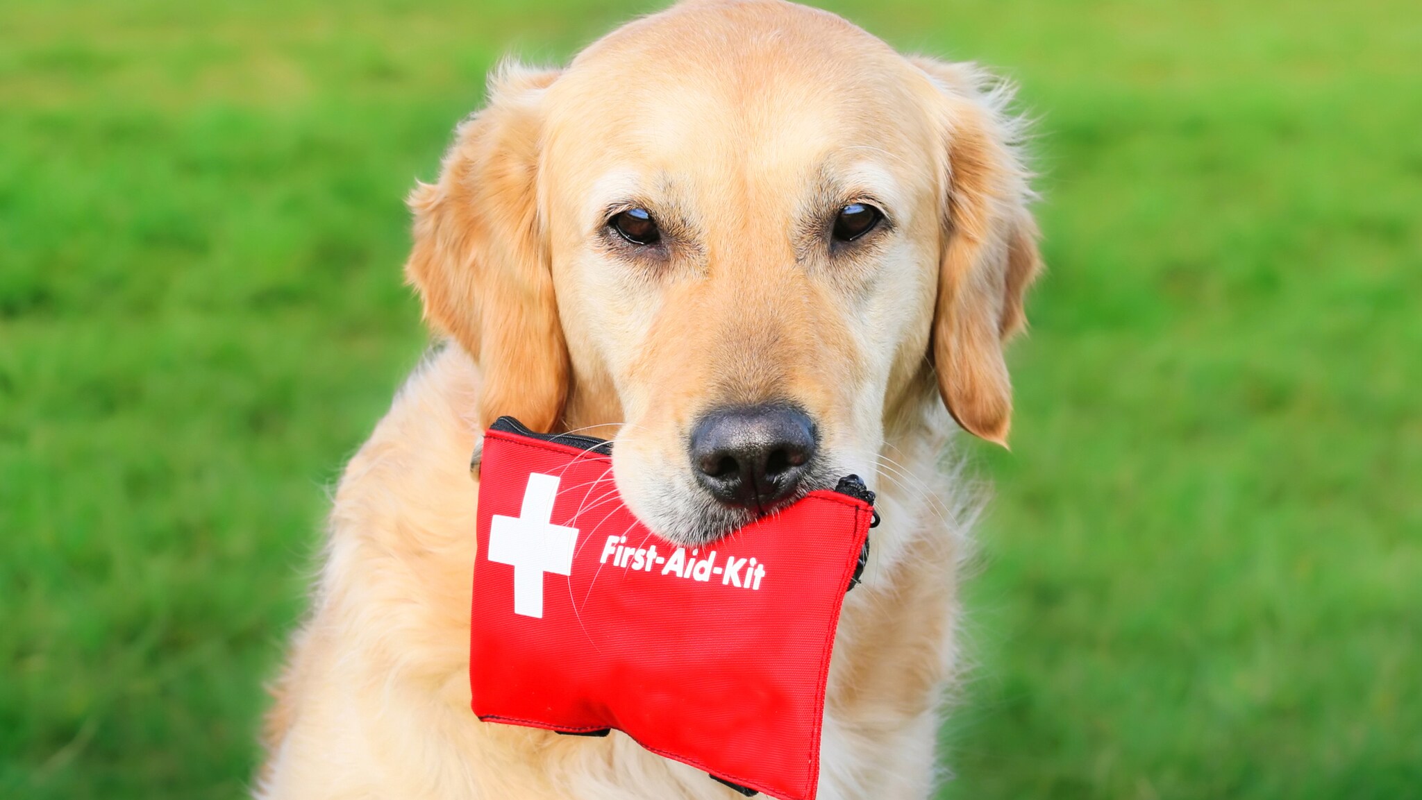 Golden Retriever mit roter Erste-Hilfe-Tasche im Maul sitzt im Gras.