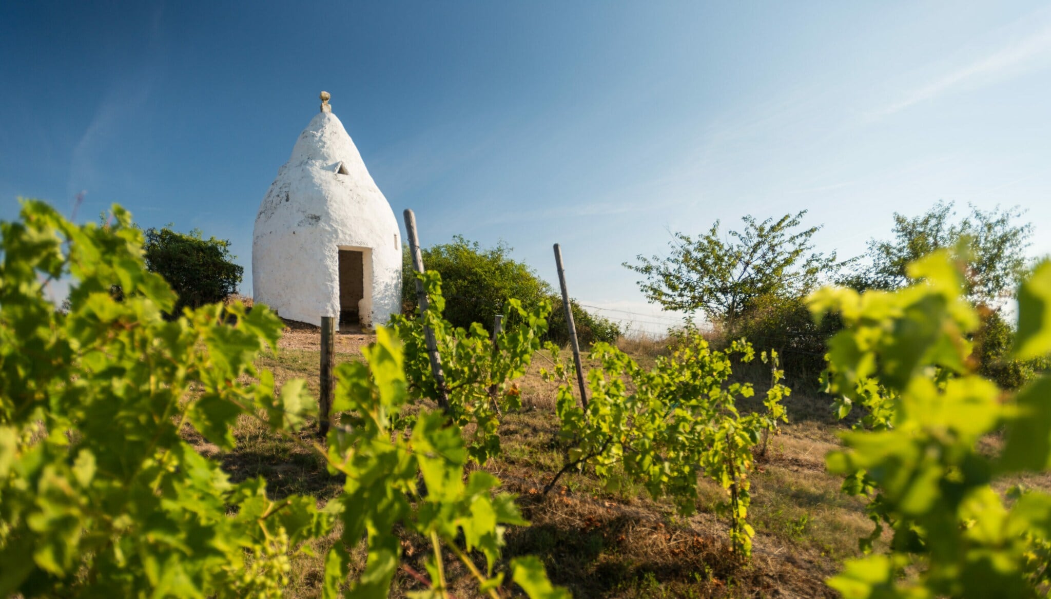 Ein weißes Lehmhäuschen mit spitz zulaufendem Dach auf einem Weinberg Ein weißes Lehmhäuschen mit spitz zulaufendem Dach auf einem Weinberg