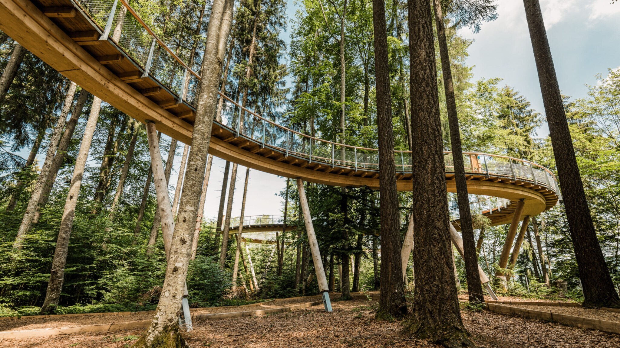 Eine Holzplattform mit geschwungener Form, die sich durch einen Wald schlängelt. Umgeben von hohen Bäumen und grünem Laub.