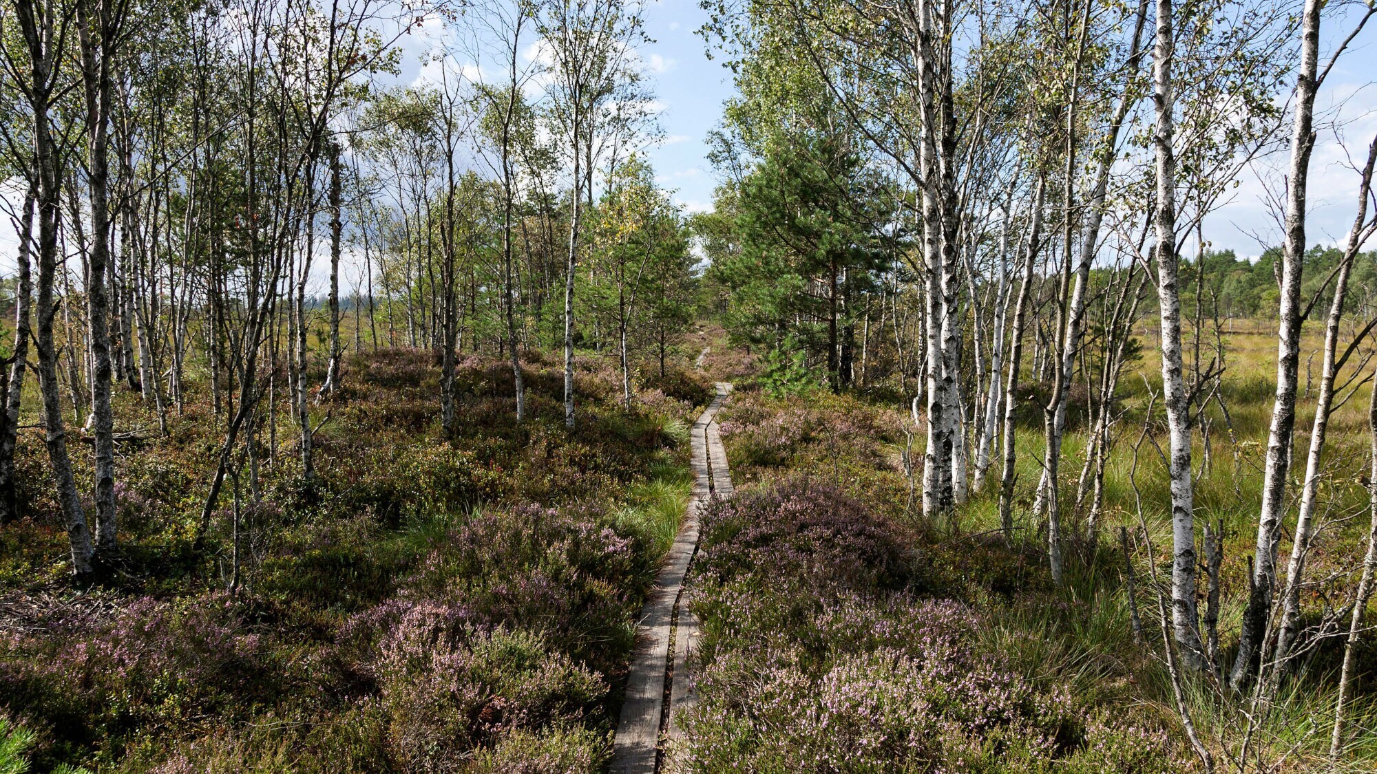 Schmaler Holzpfad in Hochmoorlandschaft mit Birkenwald.