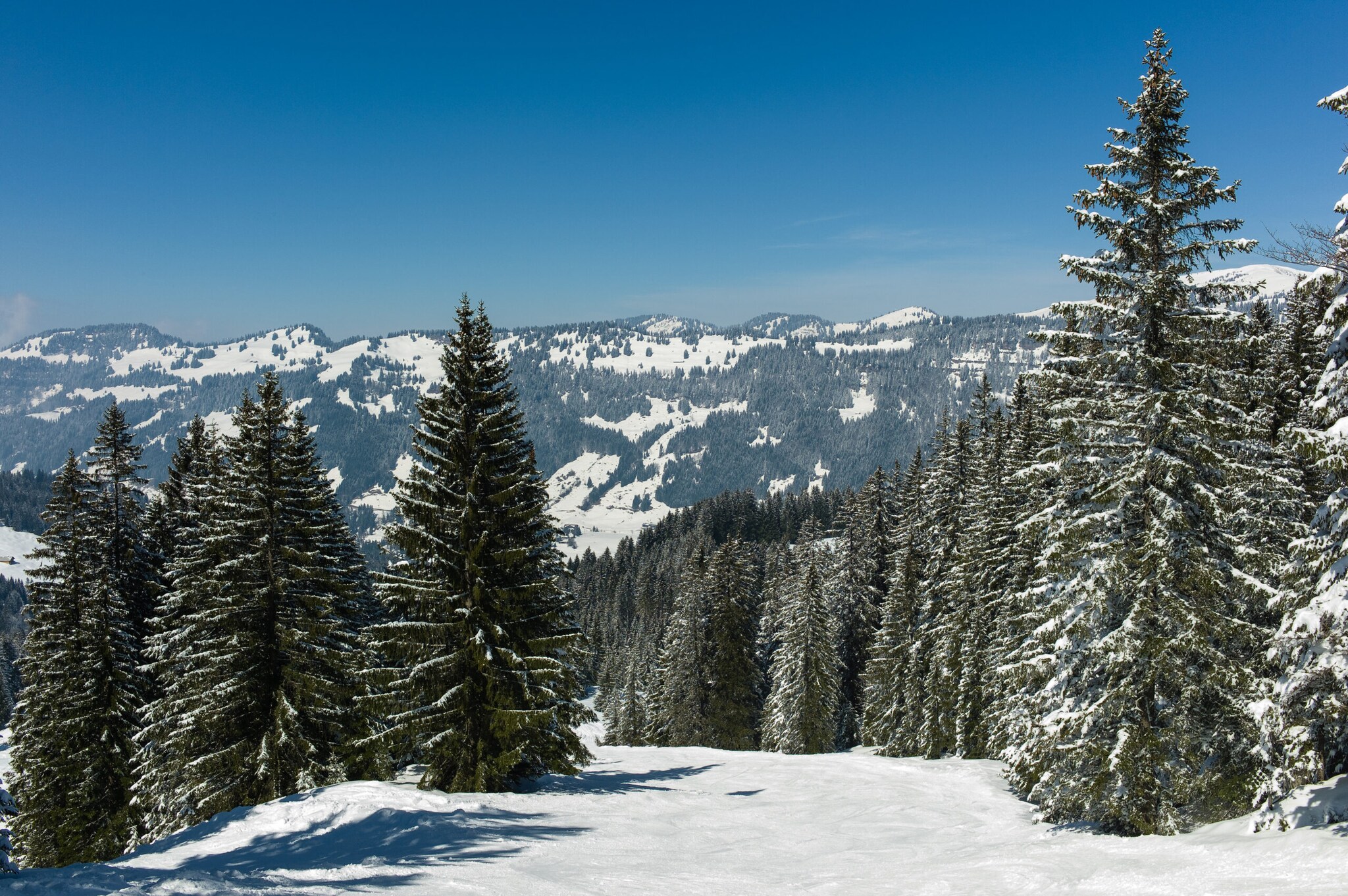 Im Vordergrund schneebedeckte Tannen im Sonnenschein, dahinter Bergketten in der Ferne.