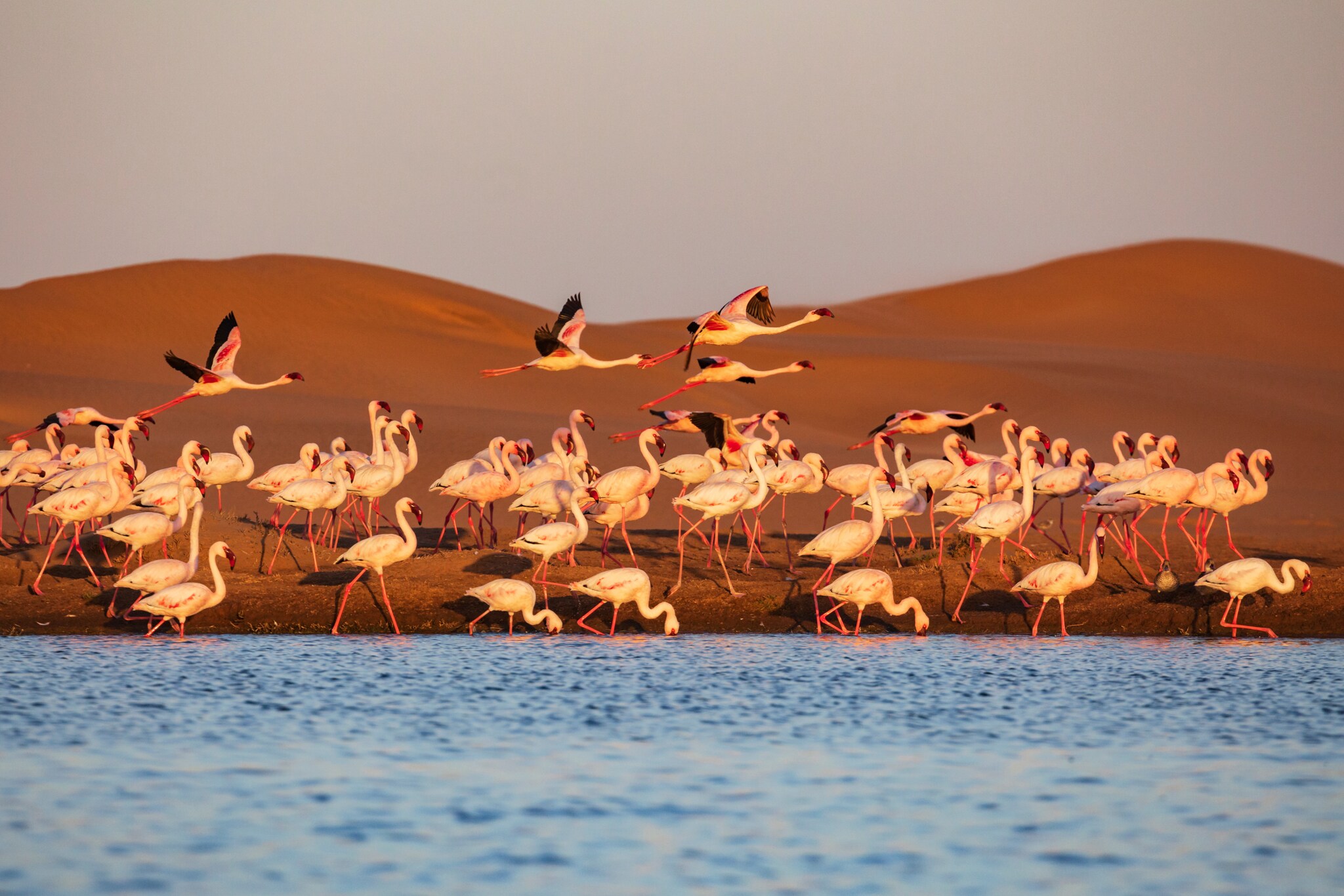 Flamingokolonie am Wasser vor Wüstenpanorama.