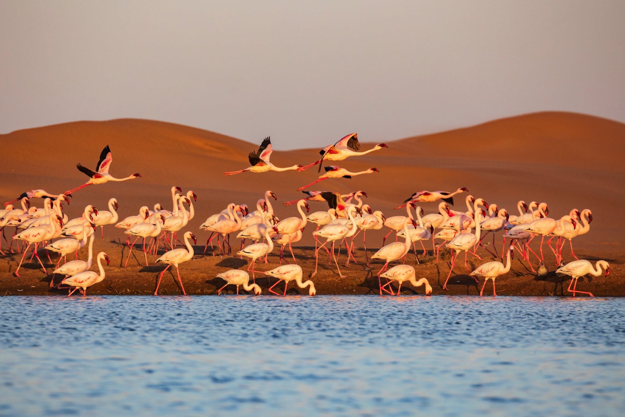 Flamingokolonie am Wasser vor Wüstenpanorama. Flamingokolonie am Wasser vor Wüstenpanorama.
