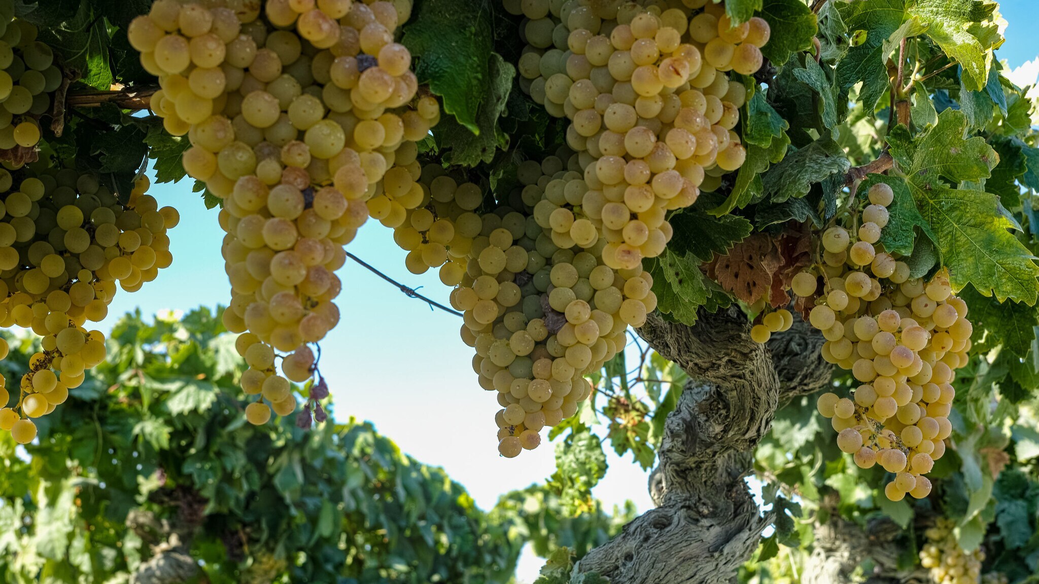 Reife Pedro-Ximénez-Trauben für die Herstellung von Sherry an einer Rebe. Reife Pedro-Ximénez-Trauben für die Herstellung von Sherry an einer Rebe.