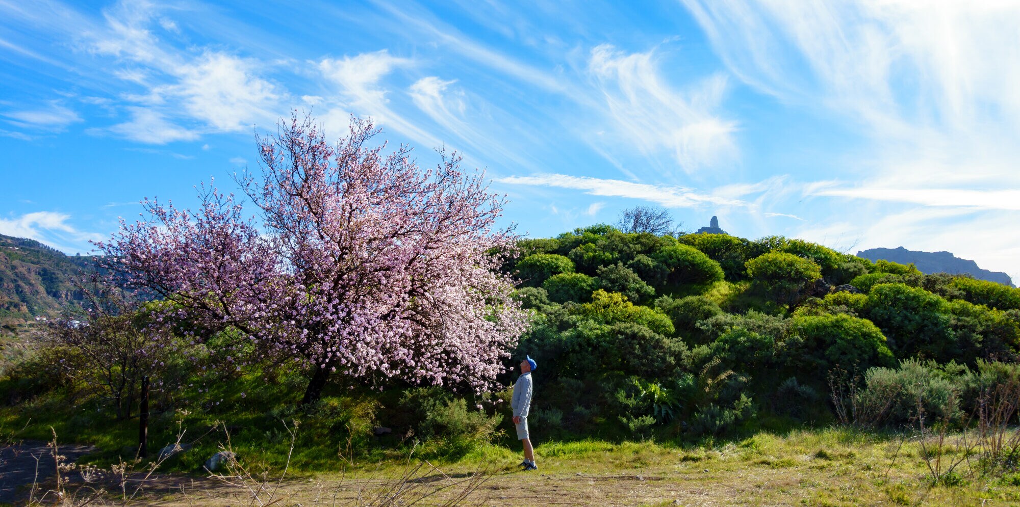 Ein Mann steht vor einem rosa blühenden Mandelbaum in einer grünen Landschaft Ein Mann steht vor einem rosa blühenden Mandelbaum in einer grünen Landschaft