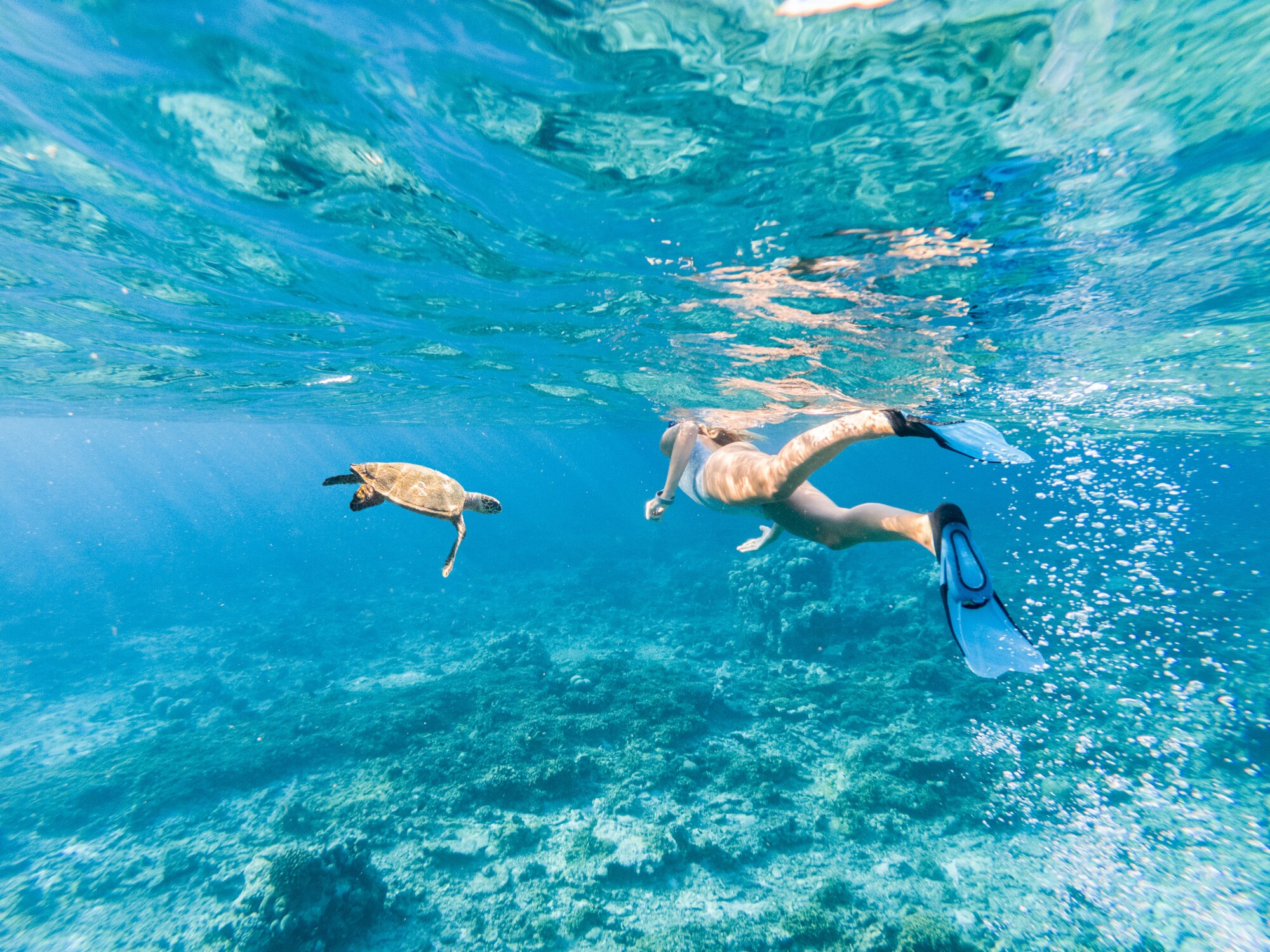 Junge Frau beim Schnorcheln in klarem blauem Wasser auf den Malediven, daneben eine grüne Schildkröte. Junge Frau beim Schnorcheln in klarem blauem Wasser auf den Malediven, daneben eine grüne Schildkröte.