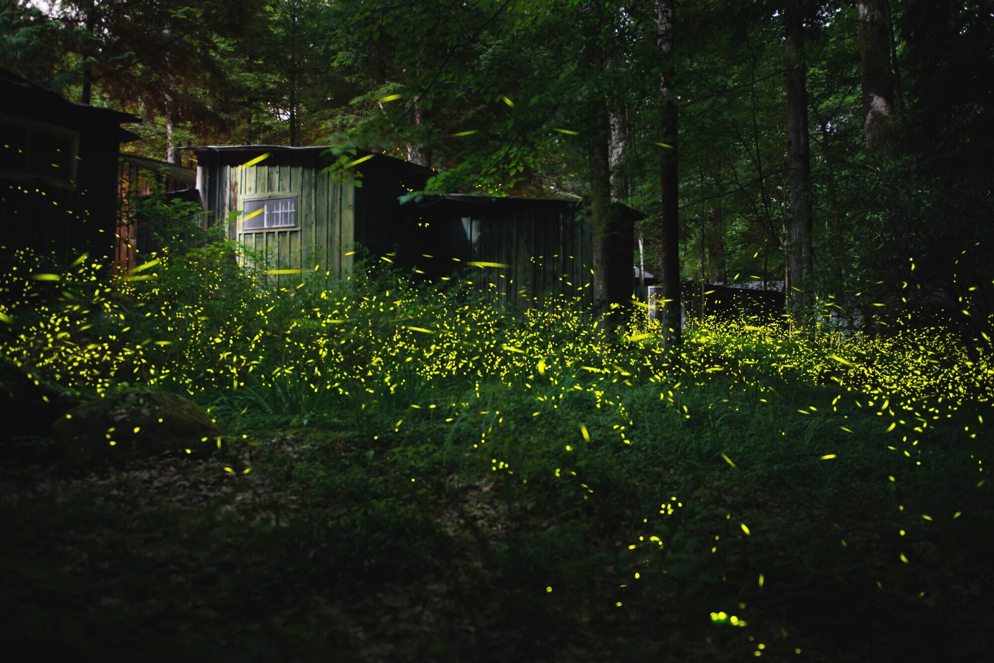 Tausende Glühwürmchen vor einer Holzhütte in einem Wald bei Nacht