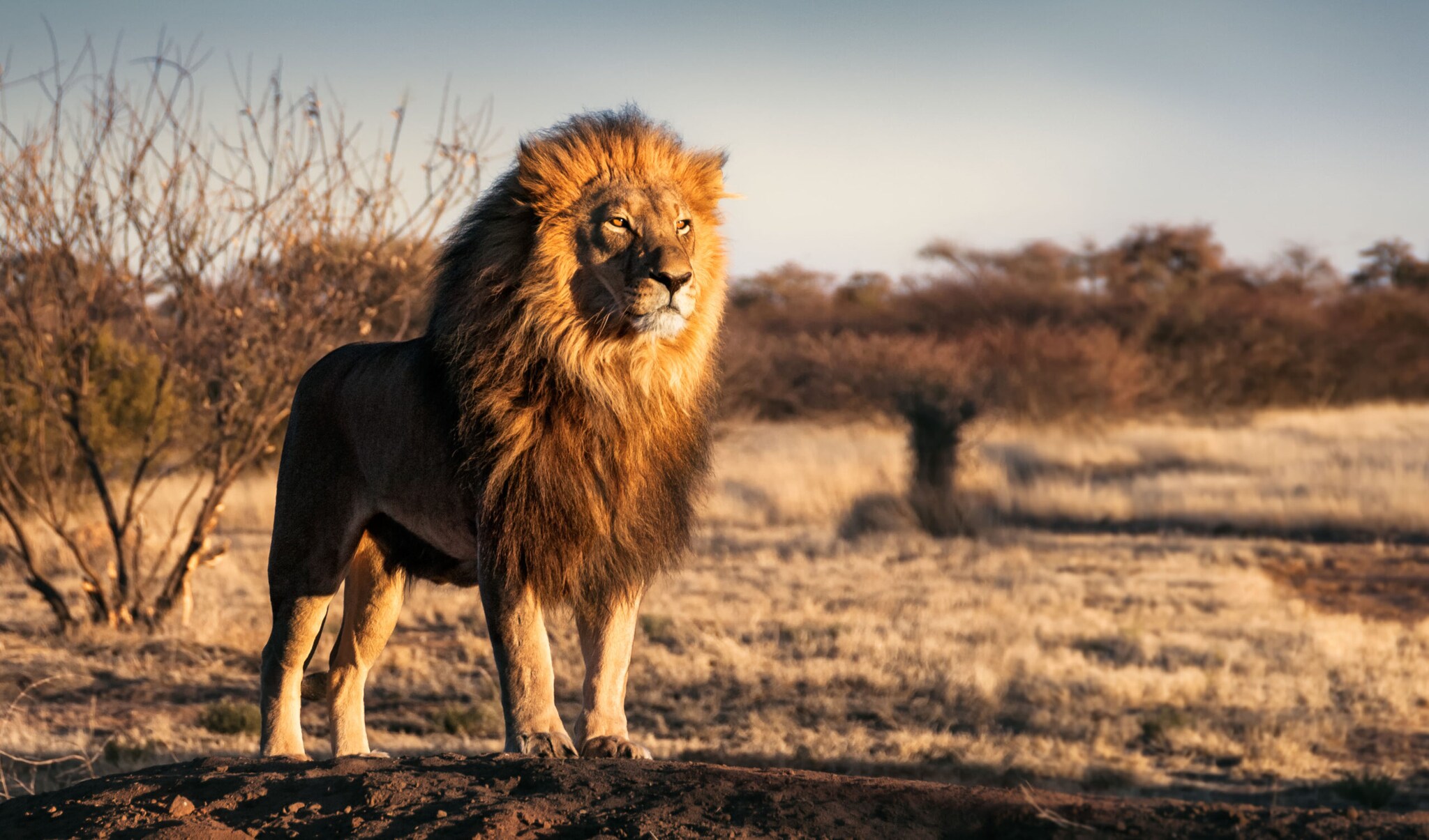 Ein männlicher Löwe mit üppiger Mähne steht aufmerksam in der Steppe Ein männlicher Löwe mit üppiger Mähne steht aufmerksam in der Steppe