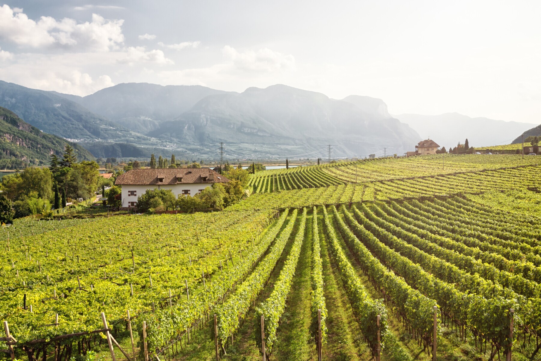 Weinberg am Kalterer See in Südtirol
