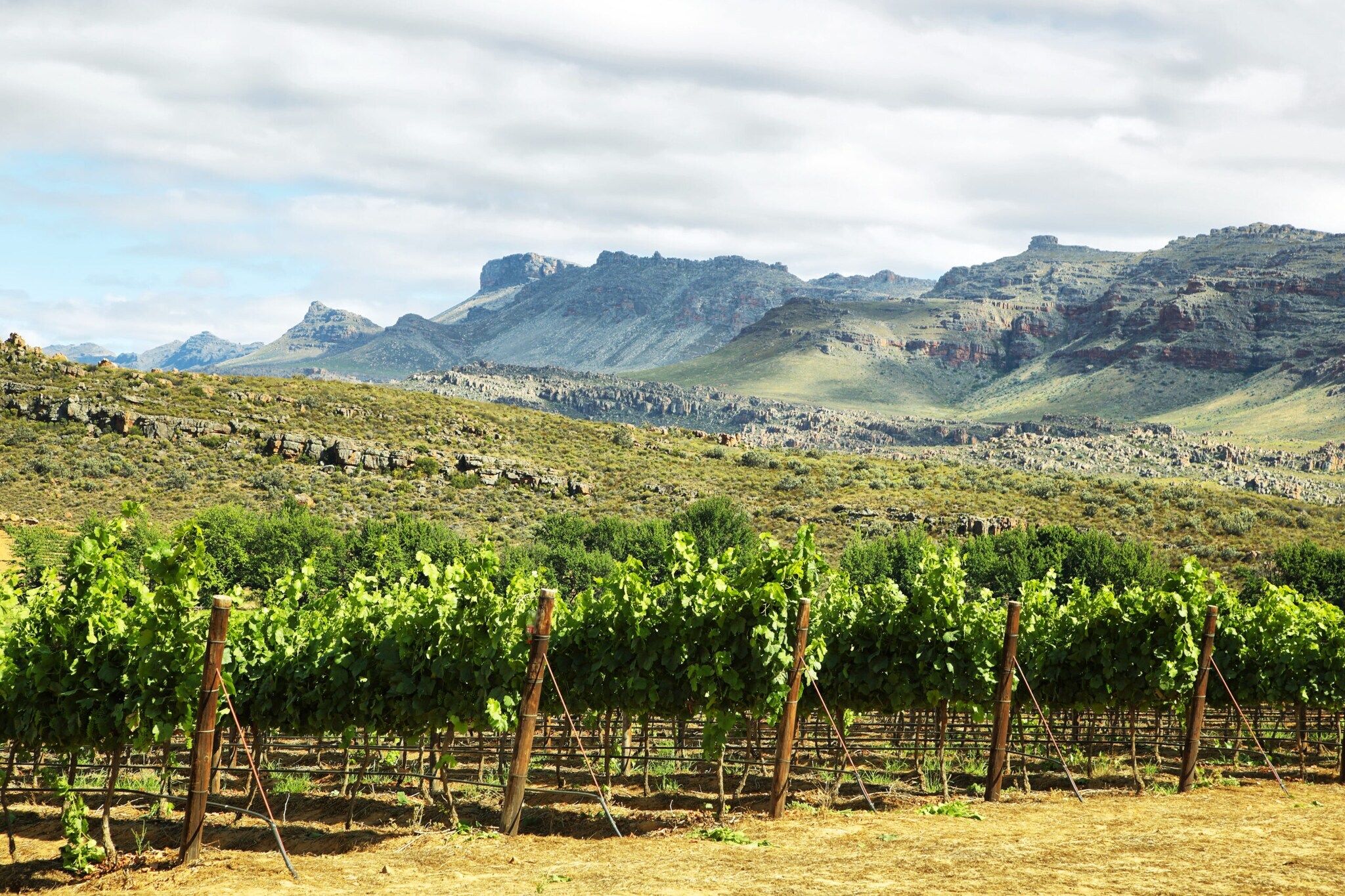 Grüne Weinstöcke mit karger Gebirgslandschaft im Hintergrund