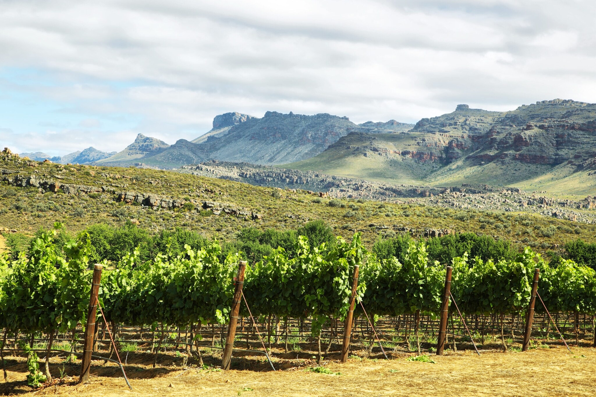 Grüne Weinstöcke mit karger Gebirgslandschaft im Hintergrund Grüne Weinstöcke mit karger Gebirgslandschaft im Hintergrund
