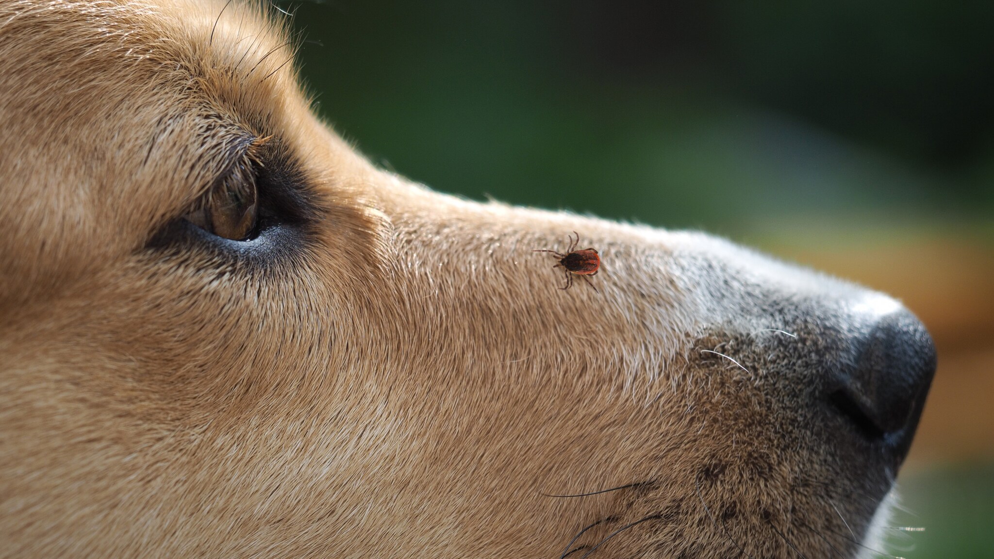 Hundeschnauze in Nahaufnahme mit einer Zecke auf der Nase. Hundeschnauze in Nahaufnahme mit einer Zecke auf der Nase.