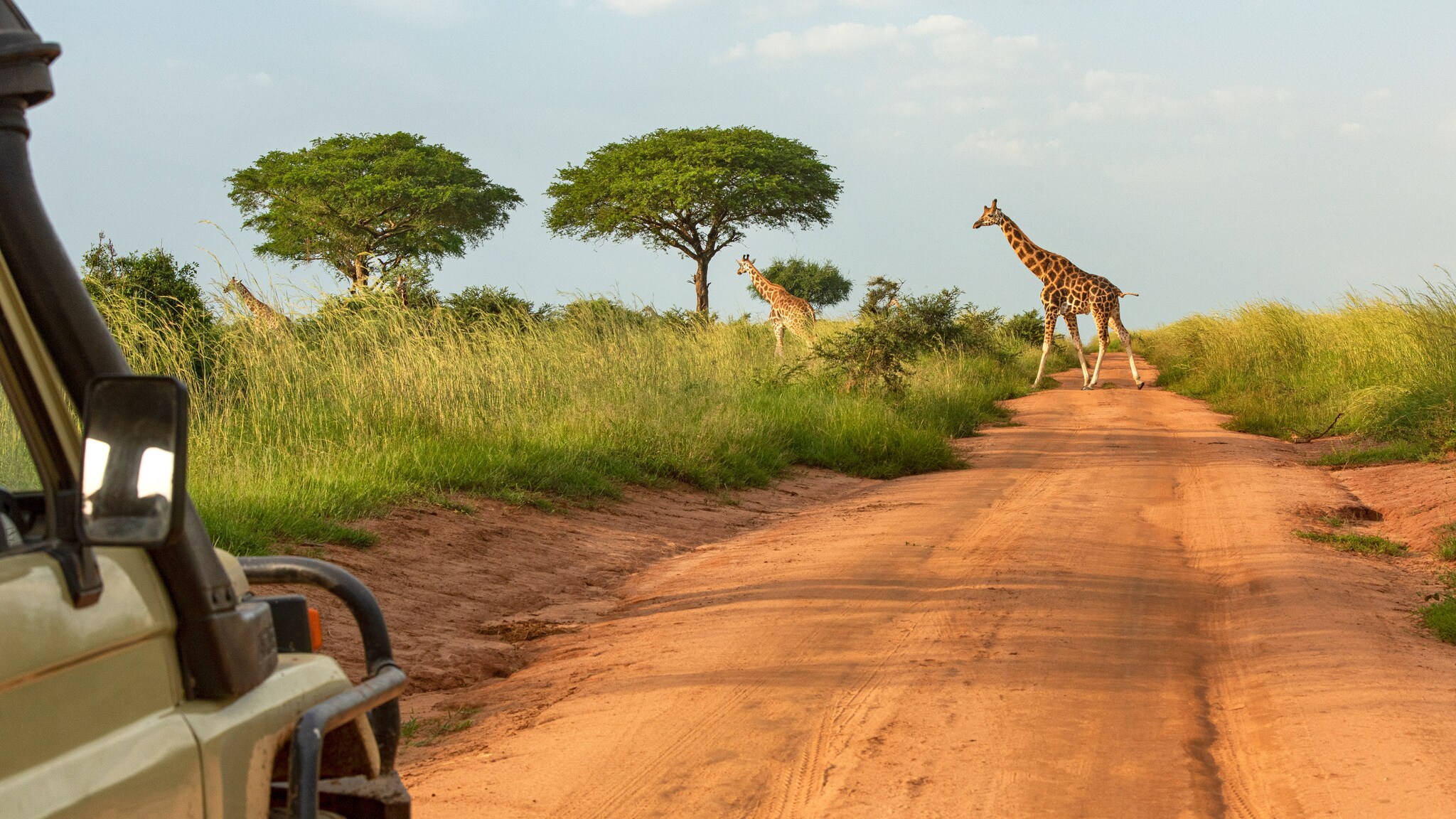 Zwei Giraffen überqueren eine rote Sandpiste in einer Savannenlandschaft, links im Vordergrund ein Safari-Fahrzeug mit Außenspiegel.