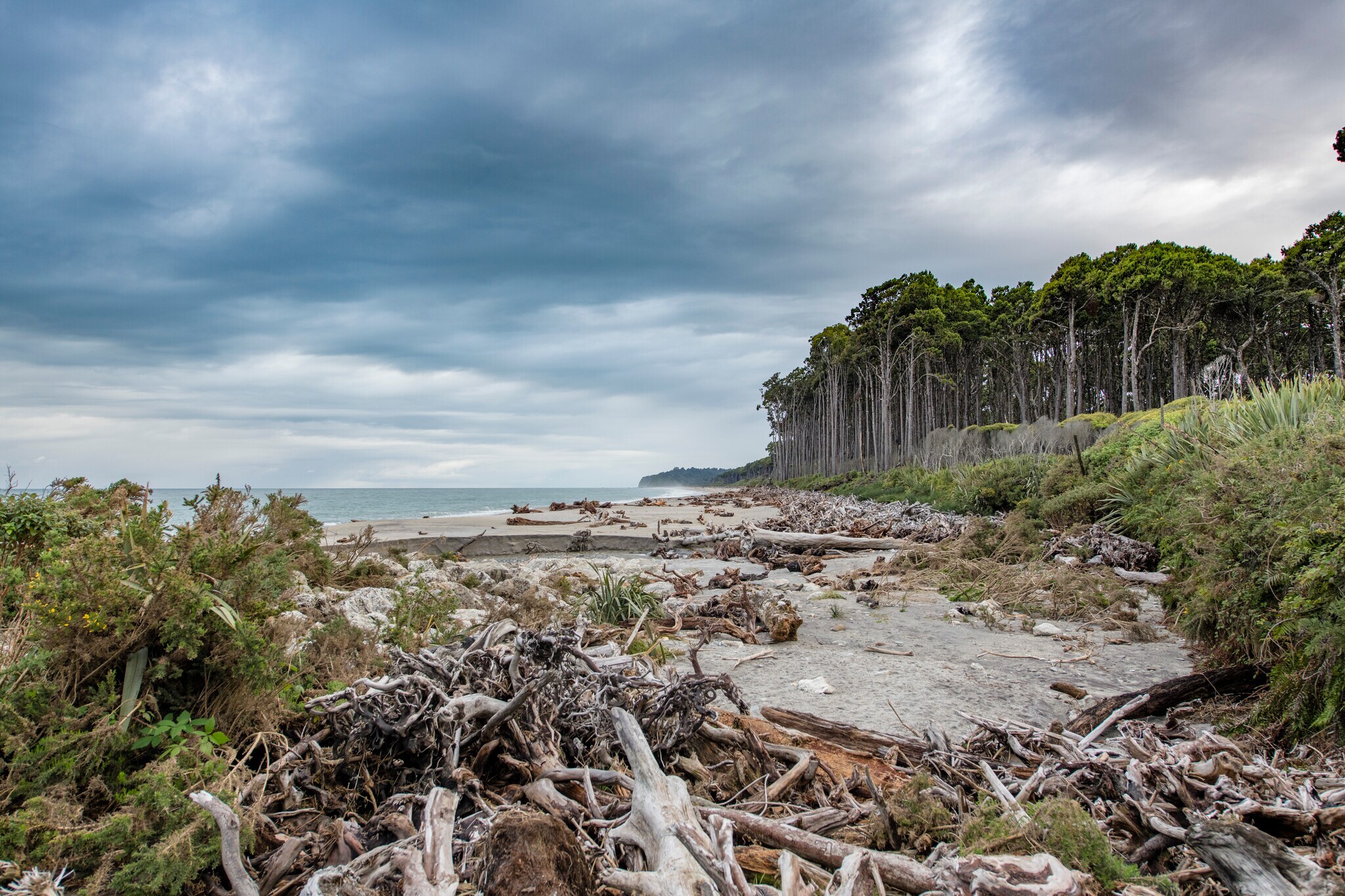Im Vordergrund Treibholz, im Hintergrund Meer, Strand und Wald Im Vordergrund Treibholz, im Hintergrund Meer, Strand und Wald