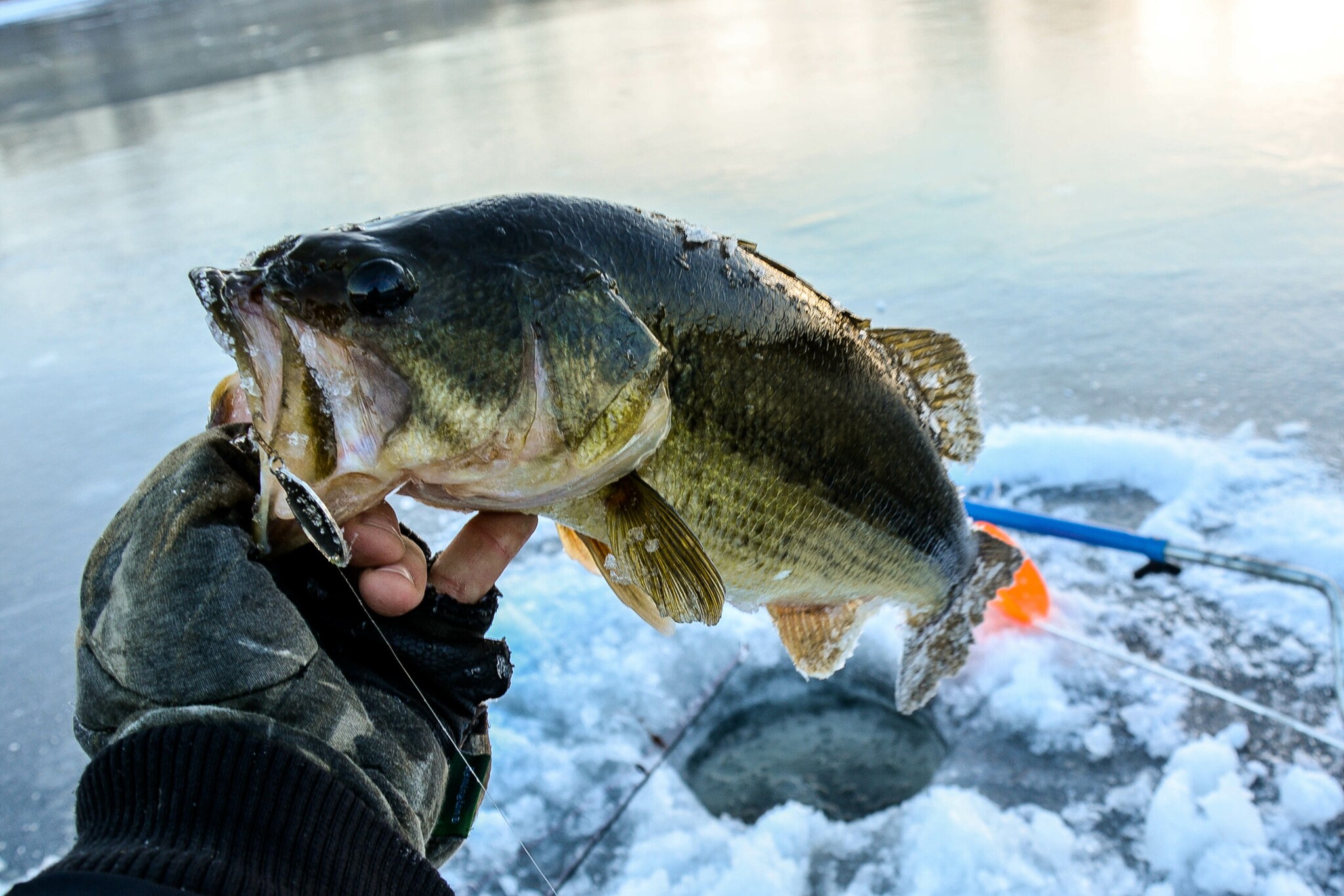 Ein Eisangler hält einen gefangenen Fisch in der Hand Ein Eisangler hält einen gefangenen Fisch in der Hand
