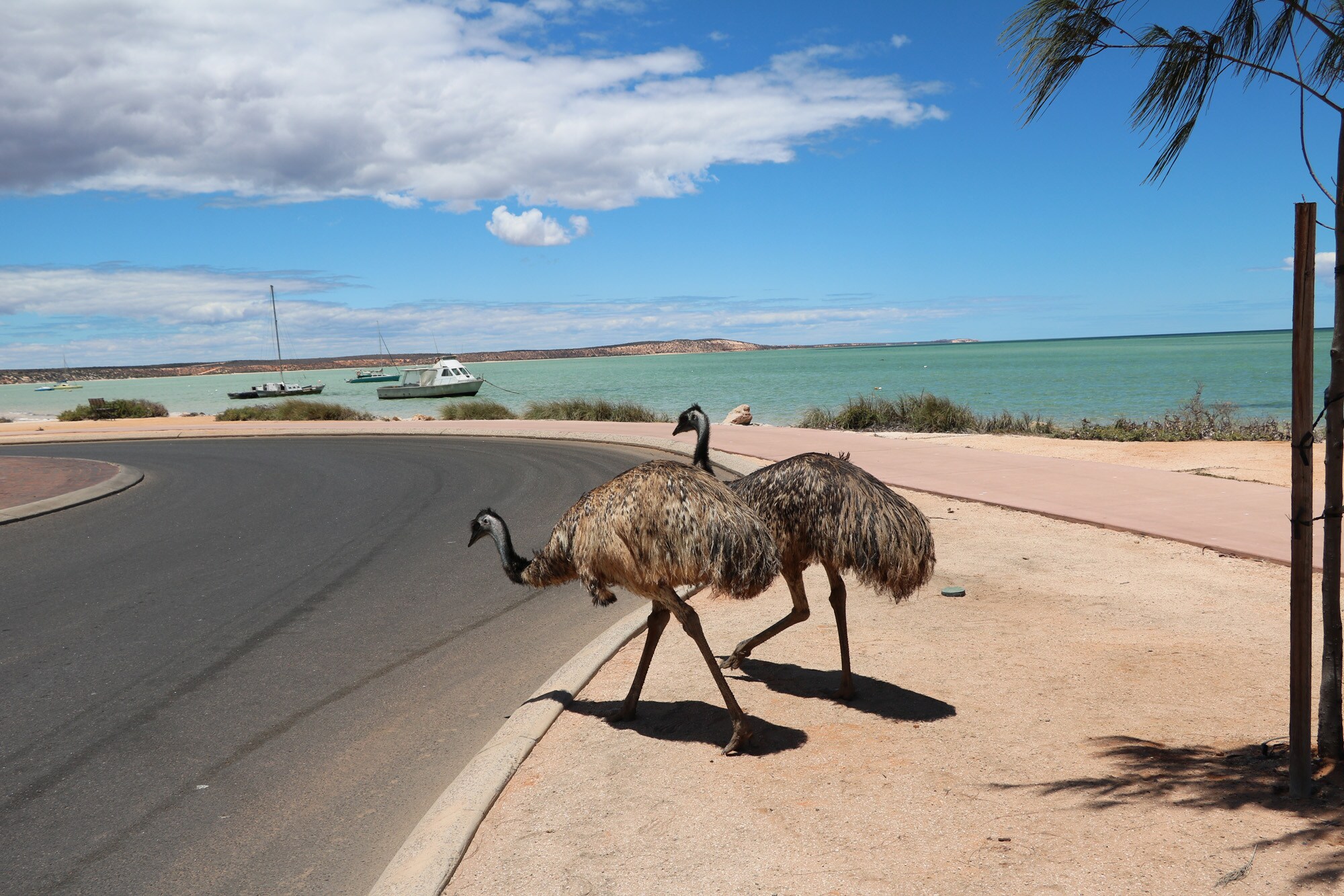 Emus am Straßenrand Emus am Straßenrand
