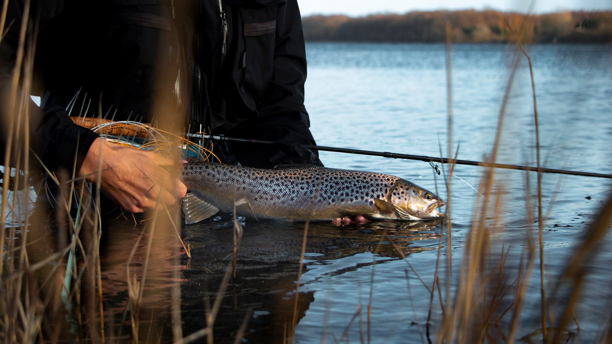 Person hält einen braun gefleckten Fisch über Wasser, umgeben von Schilf an einem Seeufer.