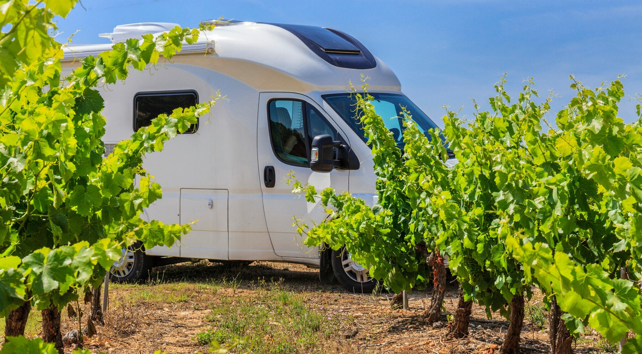 Ein Wohnmobil zwischen Rebstöcken