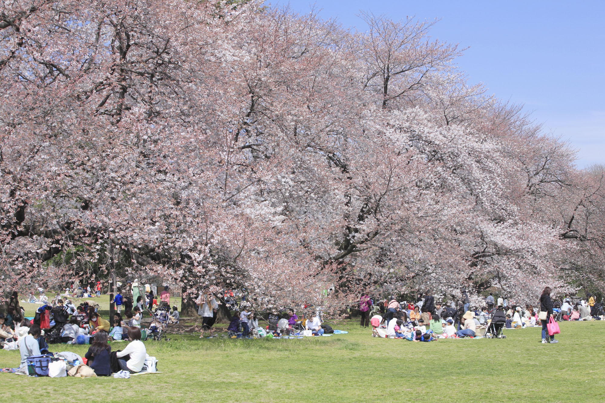 Viele Menschen beim Picknicken unter blühenden japanischen Kirschbäumen.