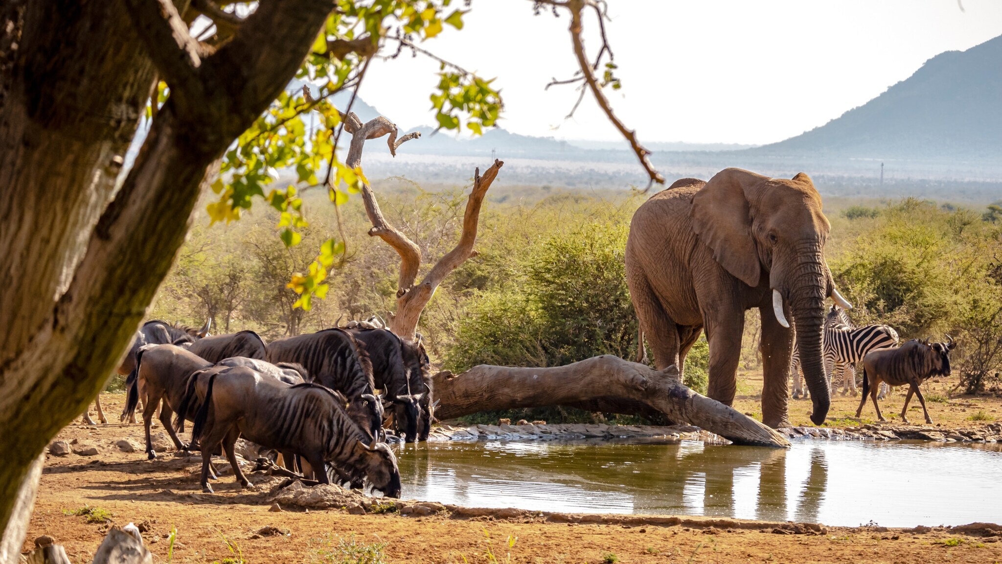Elefant und mehrere Zebras am Wasserloch, Bäume und Hügel im Hintergrund.