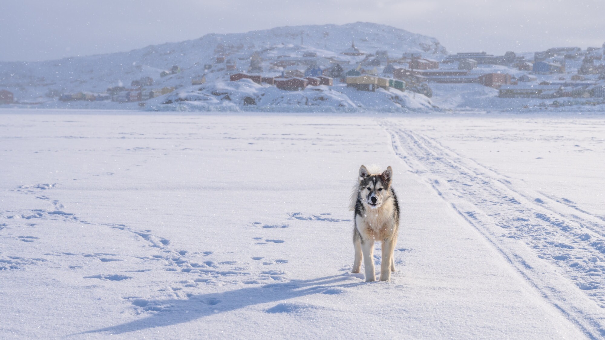 Blick über den zugefrorenen Tasiilaq-Fjord in Ostgrönland. Im Vordergrund schaut ein junger Grönlandhund in die Kamera und im Hintergrund ist die Siedlung Tasiilaq zu erkennen. Blick über den zugefrorenen Tasiilaq-Fjord in Ostgrönland. Im Vordergrund schaut ein junger Grönlandhund in die Kamera und im Hintergrund ist die Siedlung Tasiilaq zu erkennen.