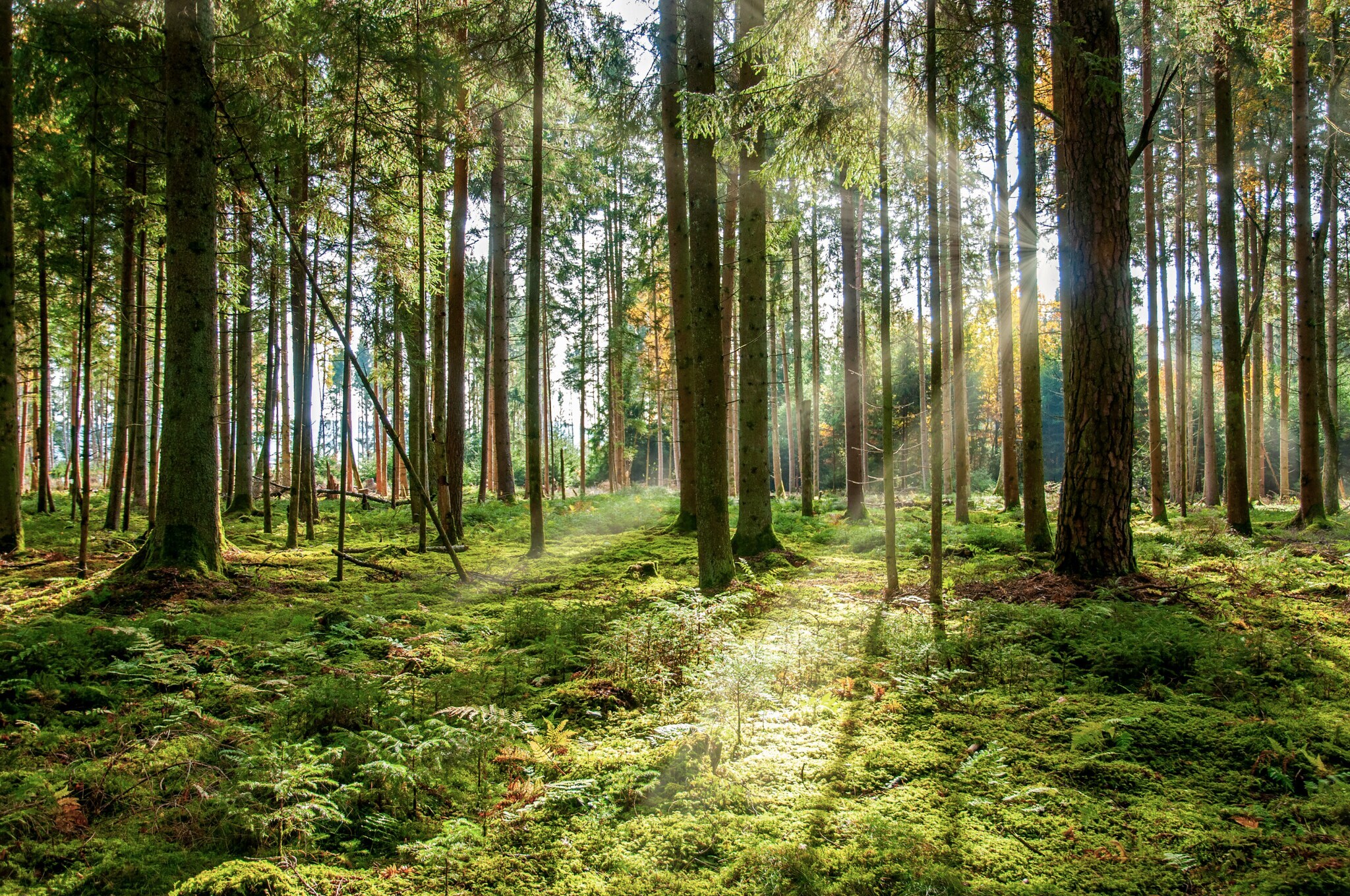 Sonnenstrahlen scheinen durch die Bäume in einem grünen, moosbedeckten Nadelwald
