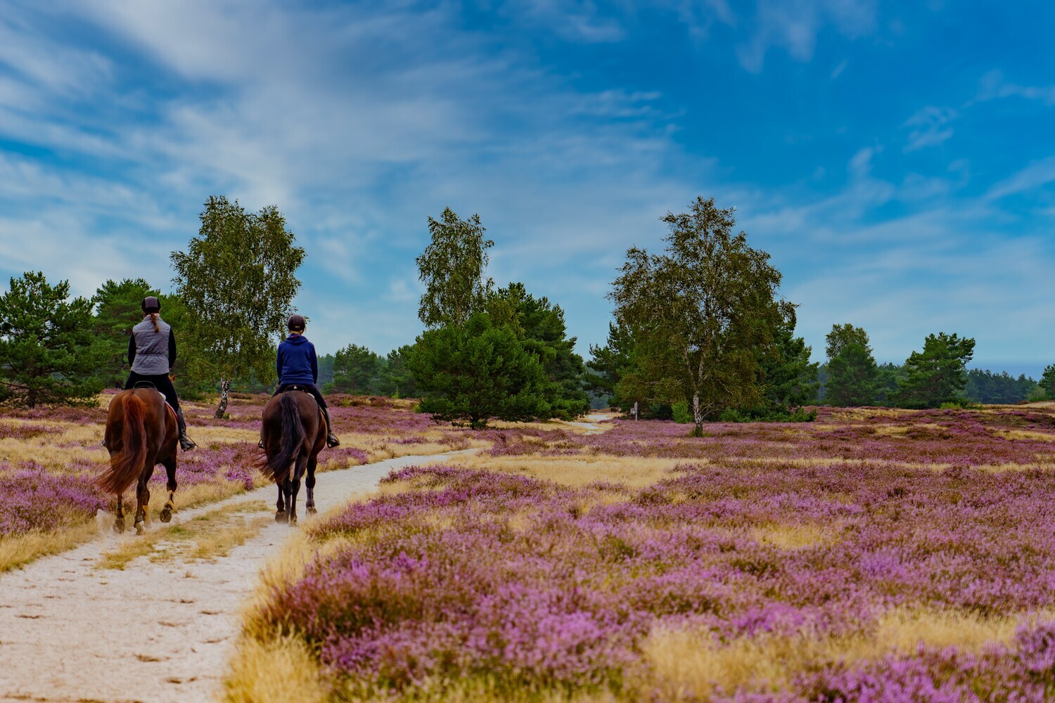 Zwei Personen auf Pferden reiten durch eine blühende Heide