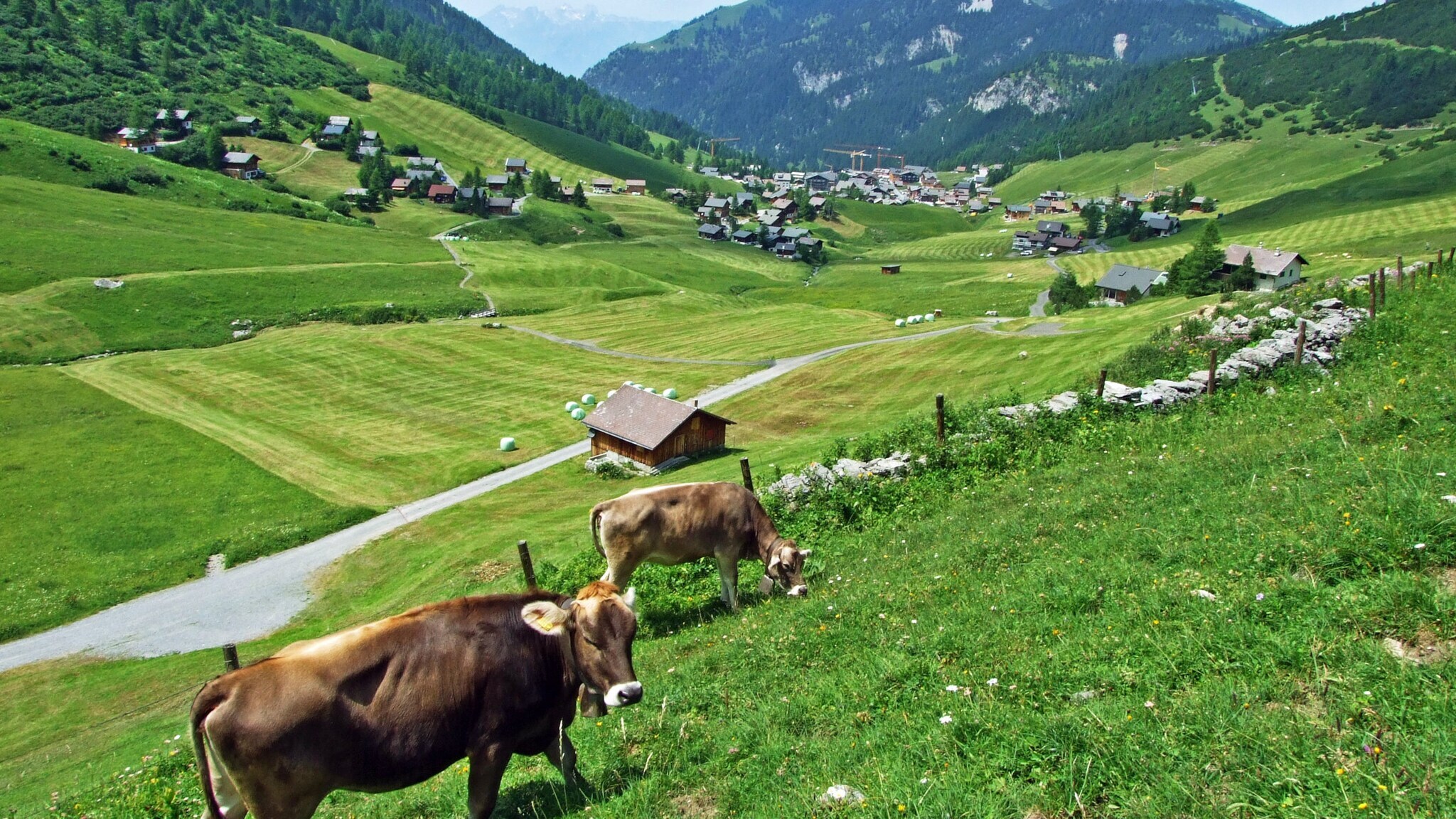 Kühe, die auf einer Weide in einem Tal in den Bergen grasen, im Hintergrund einige Häuschen eines Bergdorfes