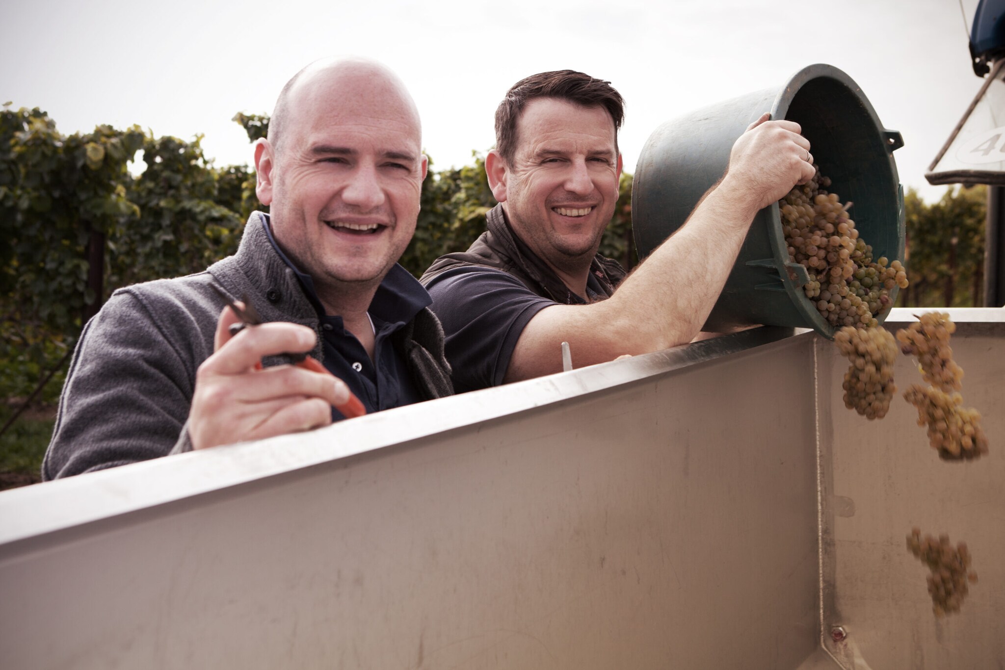 Zwei Männer bei der Weinlese, die Trauben in einen Behälter geben