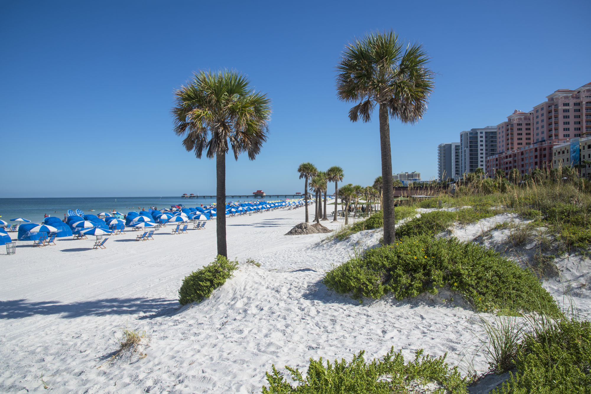Blau-weiße Sonnenschirme und Cabanas sowie Palmen schmücken den puderweißen Strand von Clearwater, im Hintergrund thronen Hotelanlagen und Hochhäuser. Blau-weiße Sonnenschirme und Cabanas sowie Palmen schmücken den puderweißen Strand von Clearwater, im Hintergrund thronen Hotelanlagen und Hochhäuser.