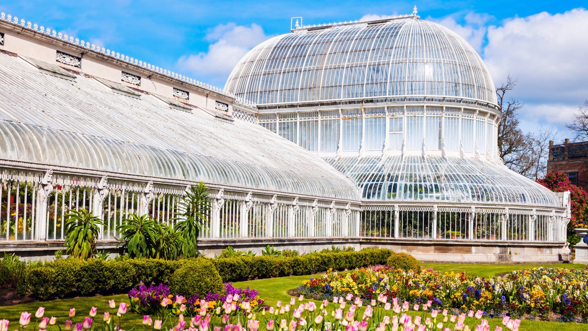 Großes viktorianisches Gewächshaus aus Glas und Metall mit bunten Tulpen und anderen Blumen im Vordergrund Großes viktorianisches Gewächshaus aus Glas und Metall mit bunten Tulpen und anderen Blumen im Vordergrund
