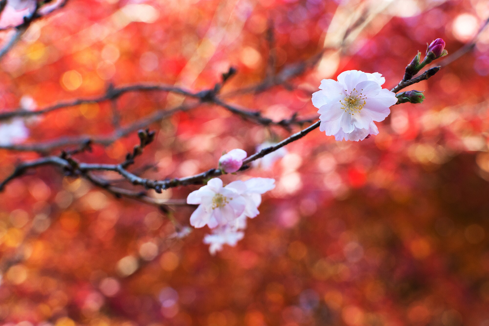 Die Blüten eines japanischen Kirschbaums in Japan.