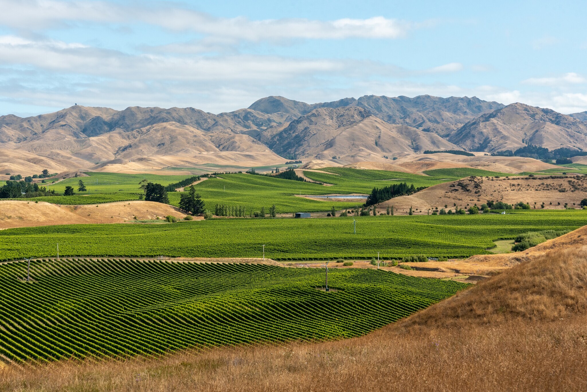 Panoramablick über ein Weinanbaugebiet
